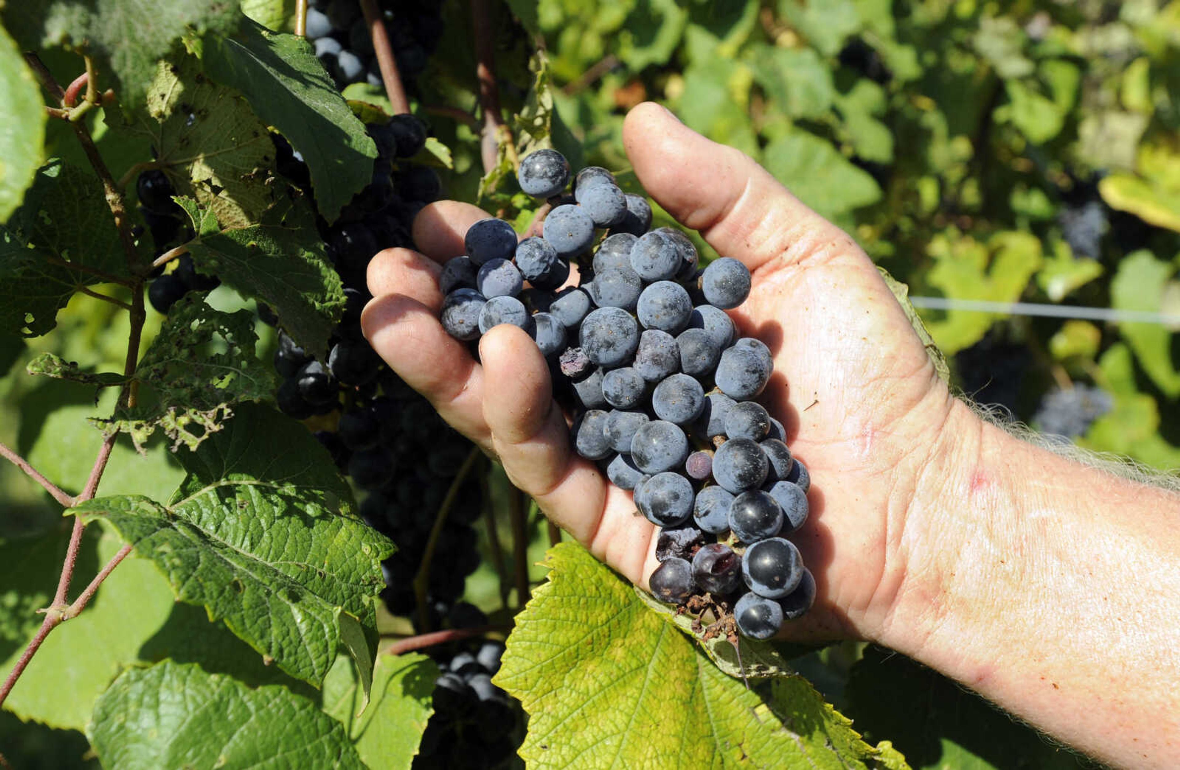 FRED LYNCH ~ flynch@semissourian.com
Norton grapes are shown in at Owl Creek Vineyard.