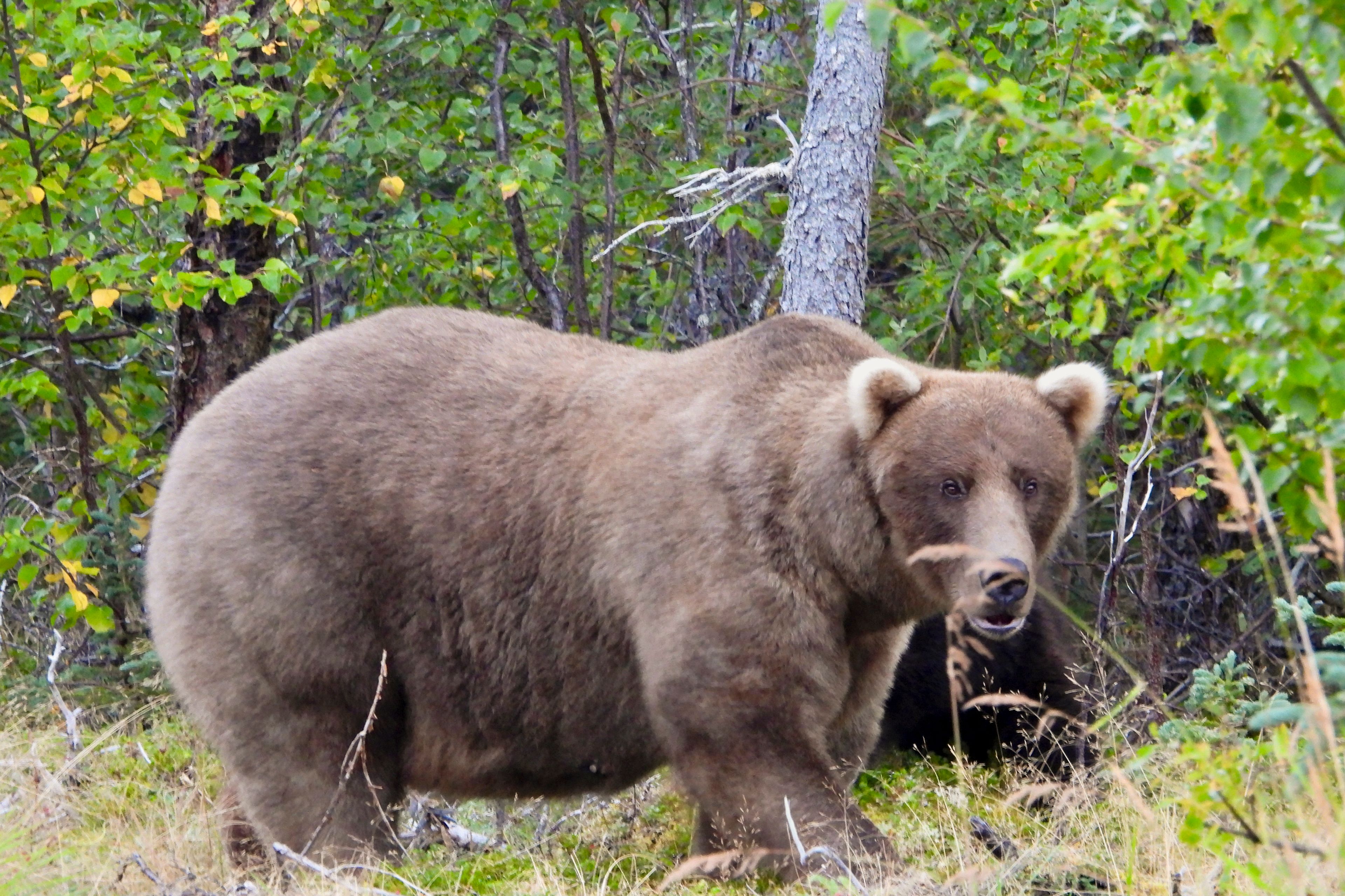 This image provided by the National Park Service shows bear 128 Grazer at Katmai National Park in Alaska on Sept. 12, 2024. (M. Carenza/National Park Service via AP)