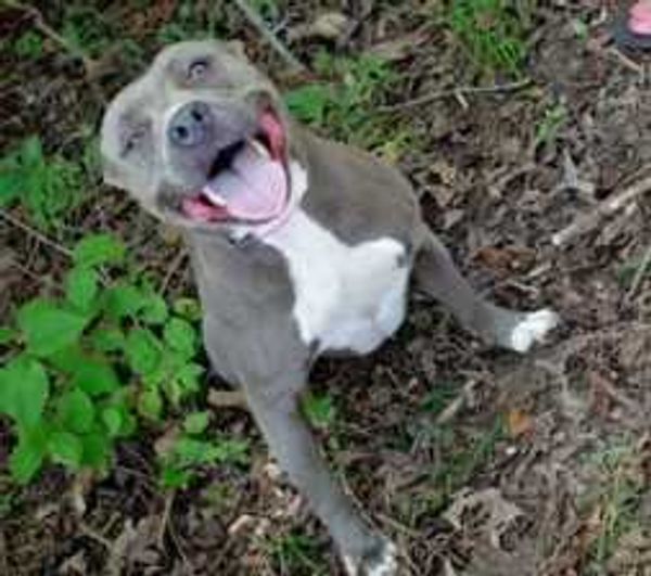 The Humane Society of Southeast Missouri undertook at 16-hour round trip over the weekend to save 10 dogs from Hurricane Ida. This resuced canine is pictured Sunday at HSSEMO's shelter in Cape Girardeau.