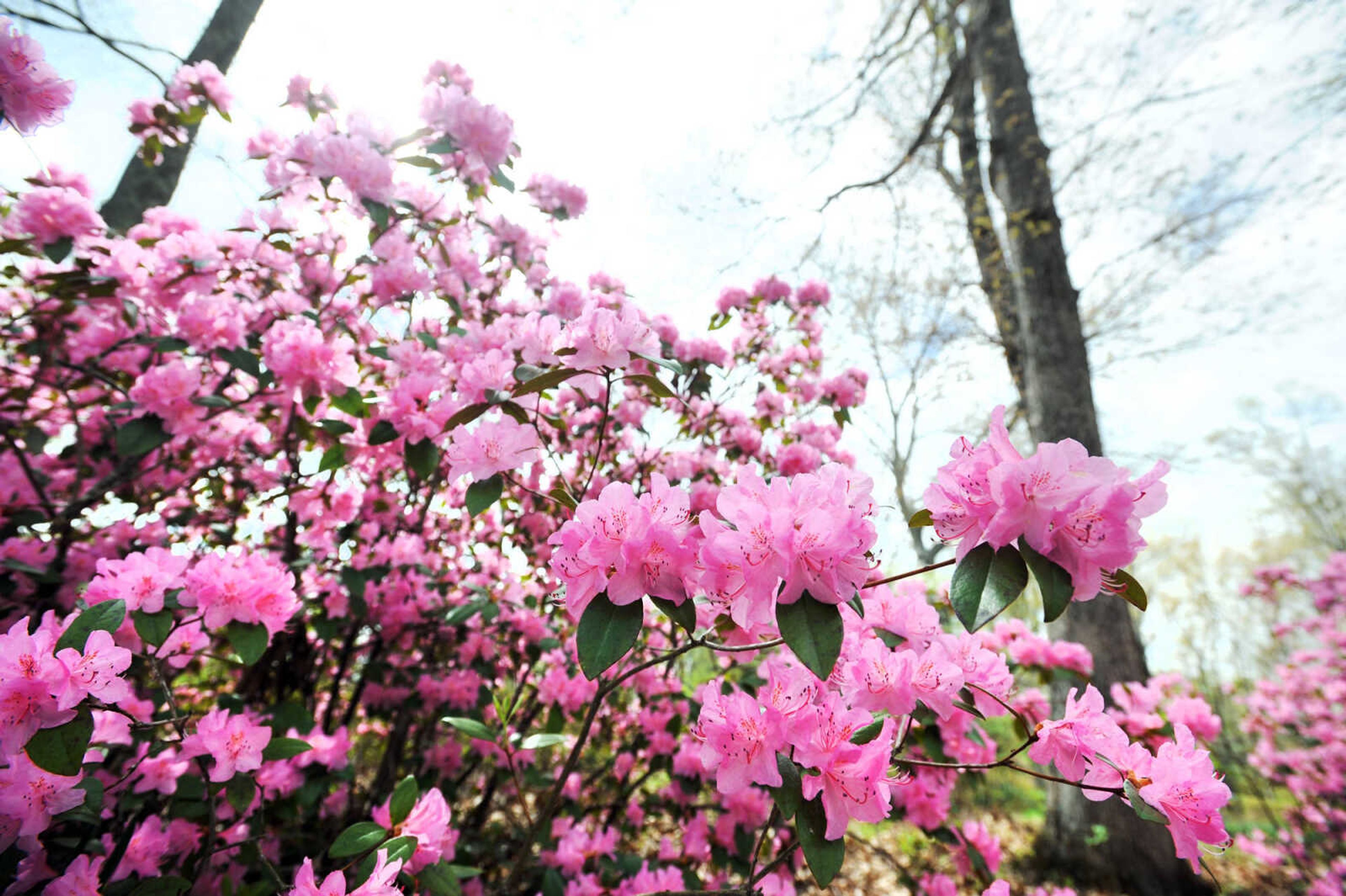 LAURA SIMON ~ lsimon@semissourian.com

Pinecrest Azalea Gardens, Thursday, April 16, 2015, in Oak Ridge, Missouri.