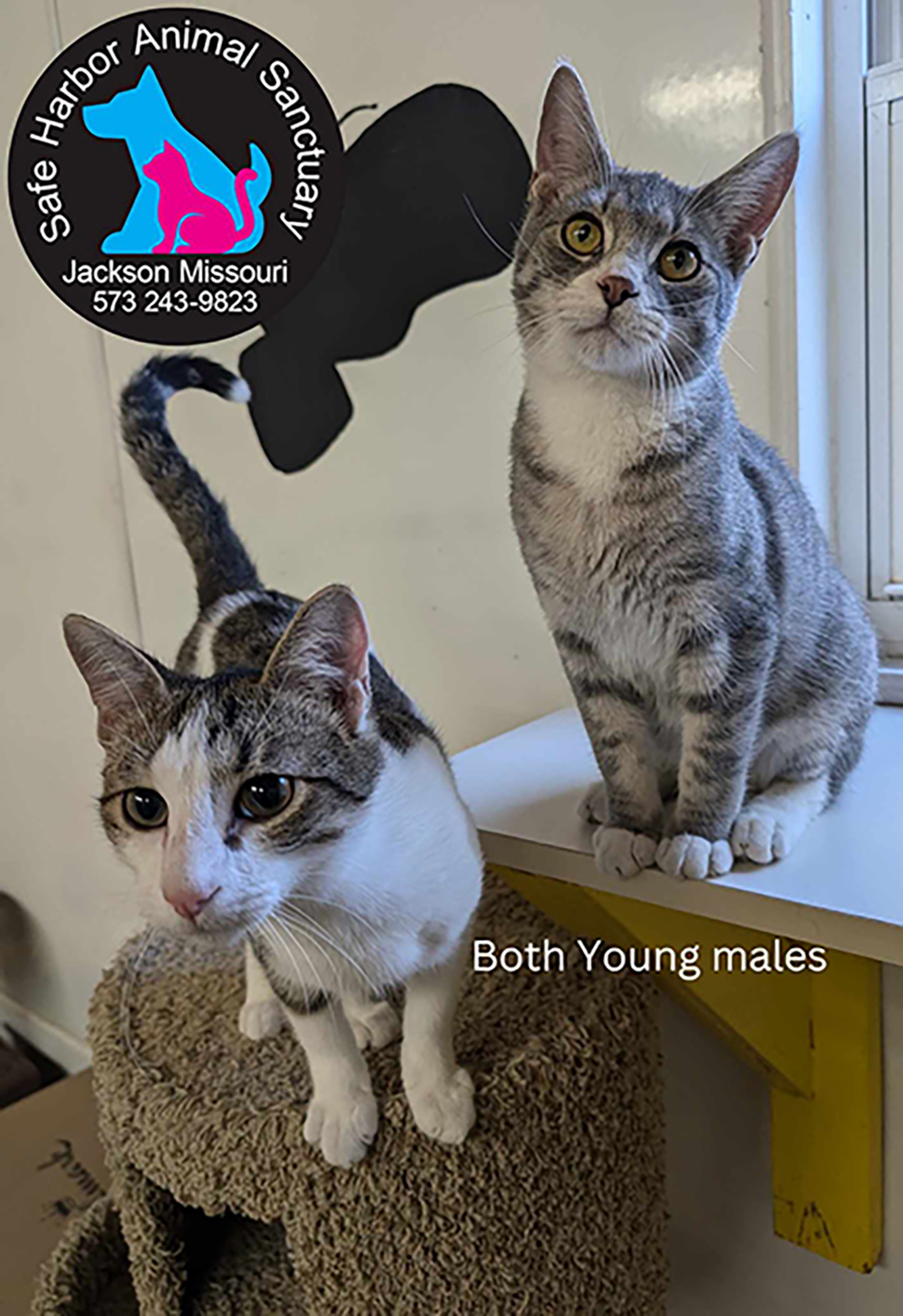 Adopt Dr. Pepper and Mellow 11-23-24