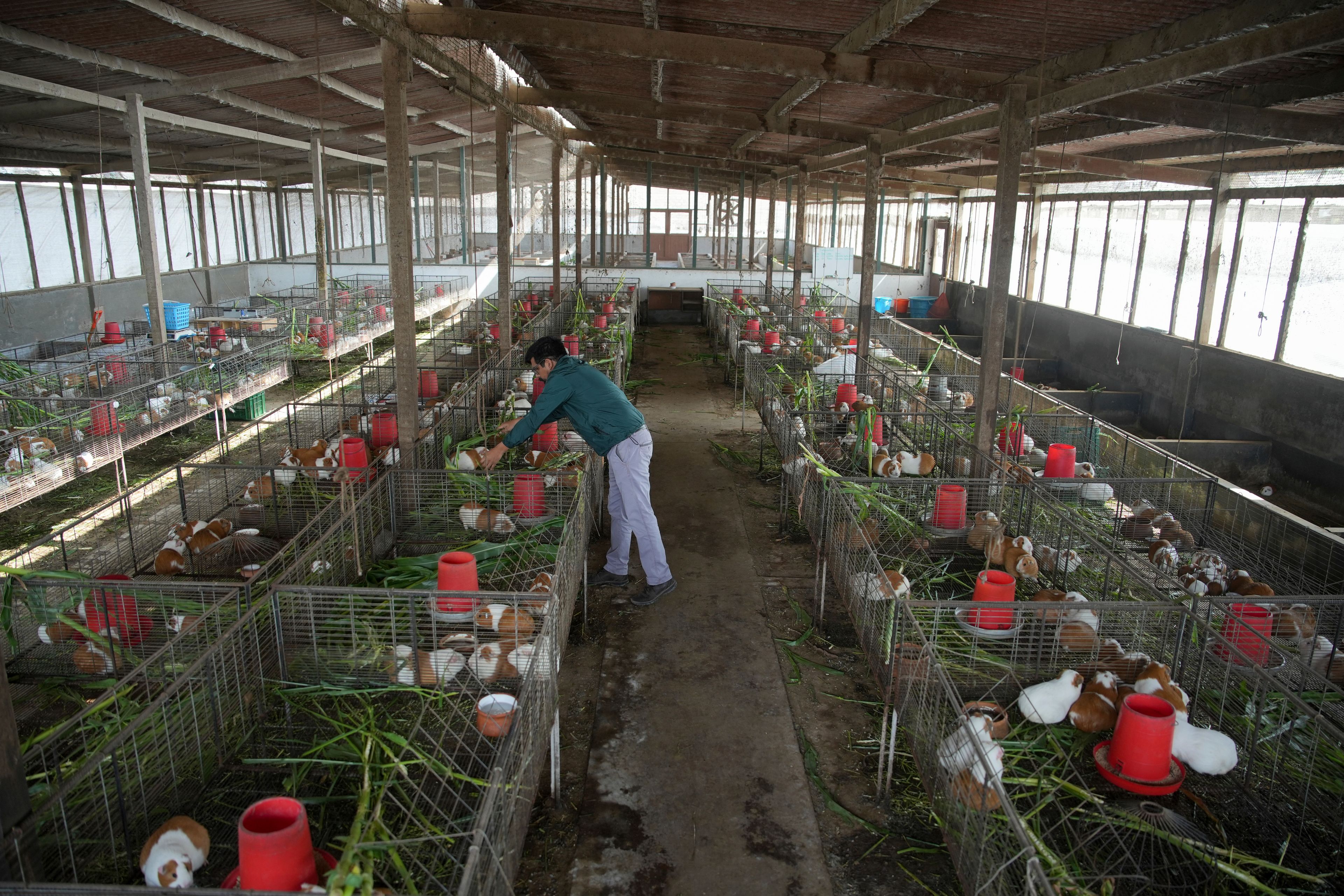 Peru Guinea Pigs are bred at an agricultural research farm to distribute to farms across the country, in Lima, Peru, Thursday, Oct. 3, 2024. Peruvian guinea pigs, locally known as 'cuy,' have been traditionally raised for meat consumption since pre-Inca times. (AP Photo/Guadalupe Pardo)