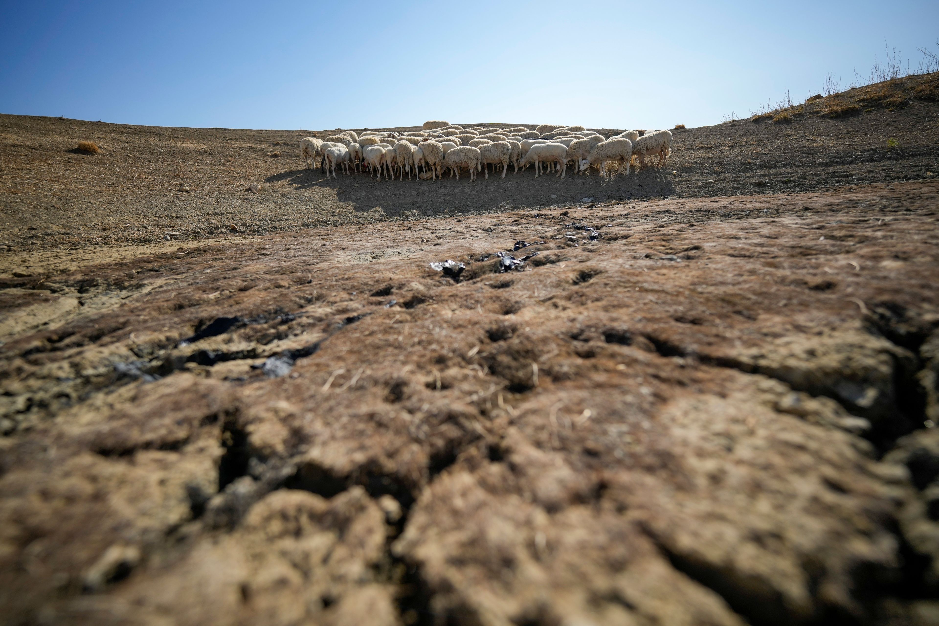 FILE - Sheep look for water in a dry pond used by local farms for their livestock, in Contrada Chiapparia, near the town of Caltanissetta, central Sicily, Italy, July 19, 2024. (AP Photo/Andrew Medichini, File)