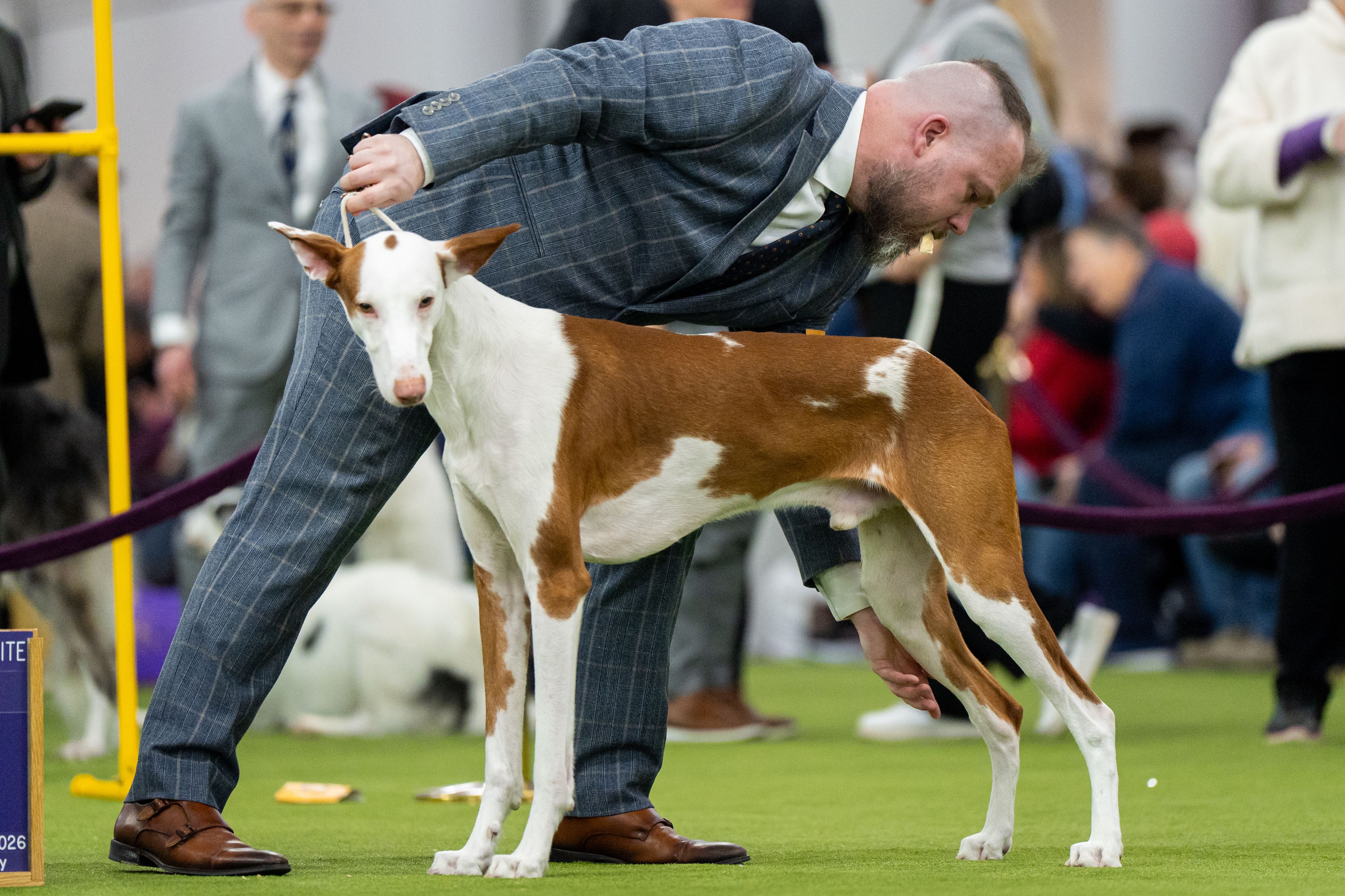 7 dogs competing for Westminster's show big prize Tuesday ni