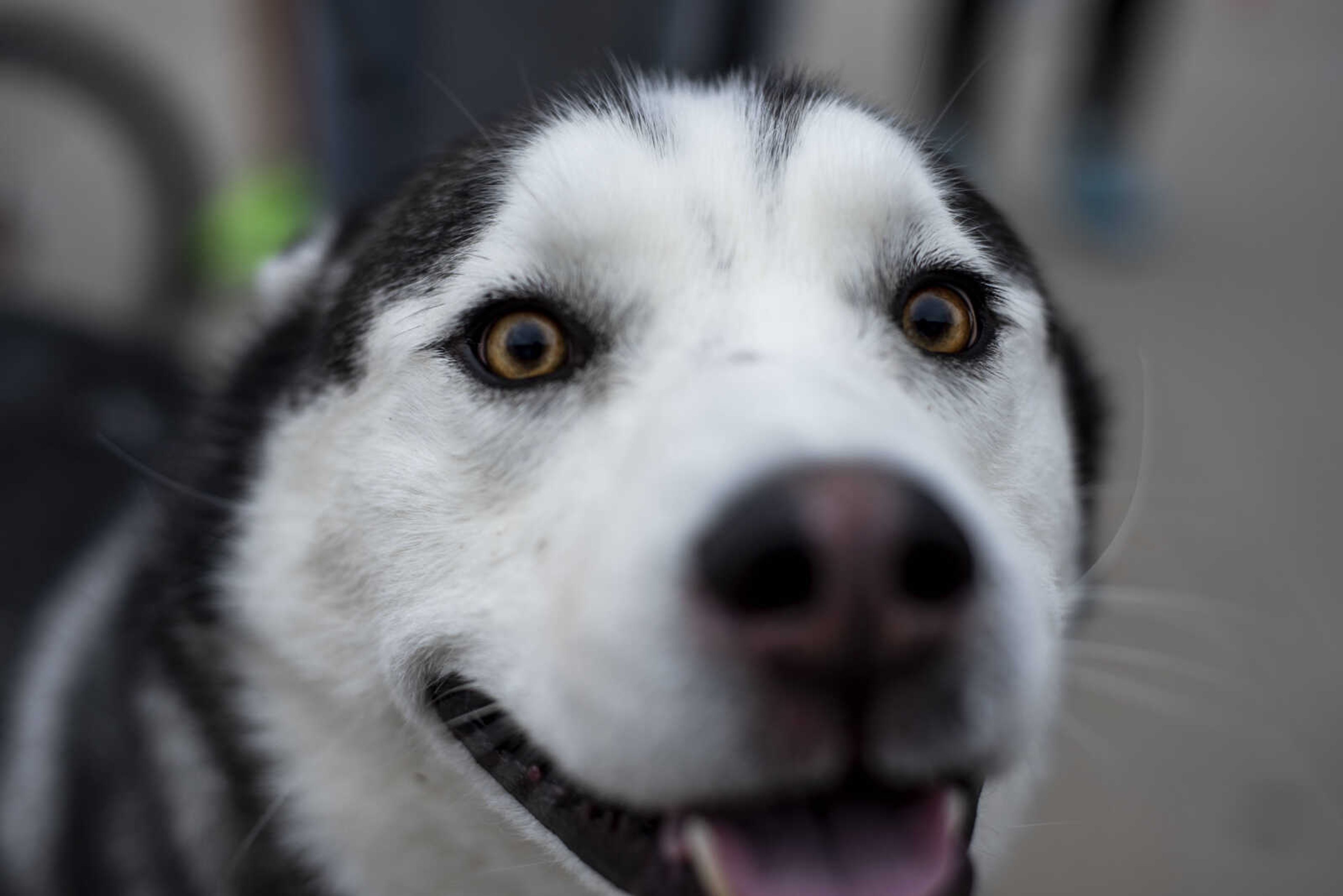 Luka, 4, smells the camera Tuesday, Jan. 1, 2019, at the Resolution Challenge at Arena Park in Cape Girardeau.