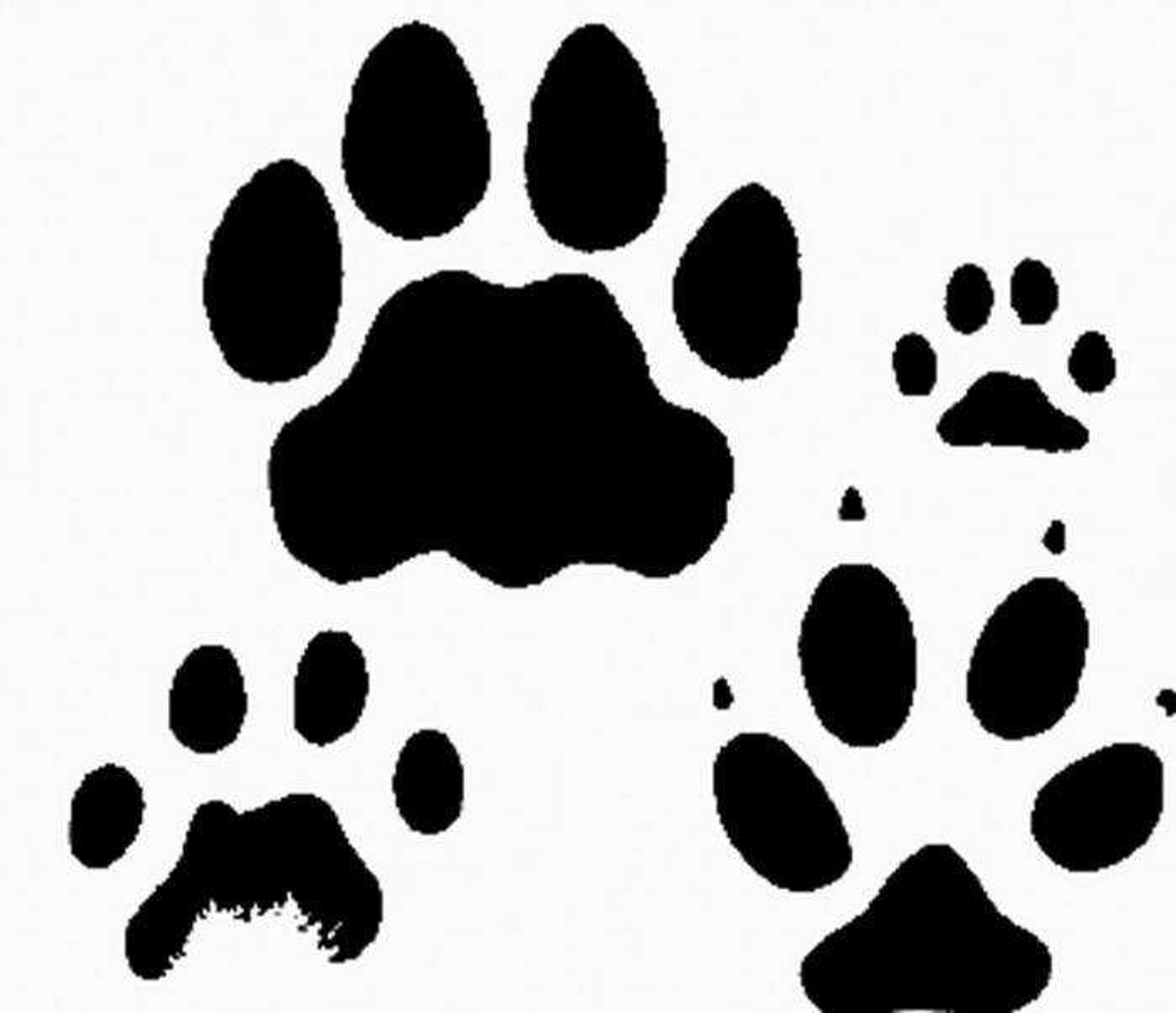 This shows the relative sizes of paw prints left by, clockwise from top left, mountain lion, house cat, dog and bobcat. (Department of Conservation)