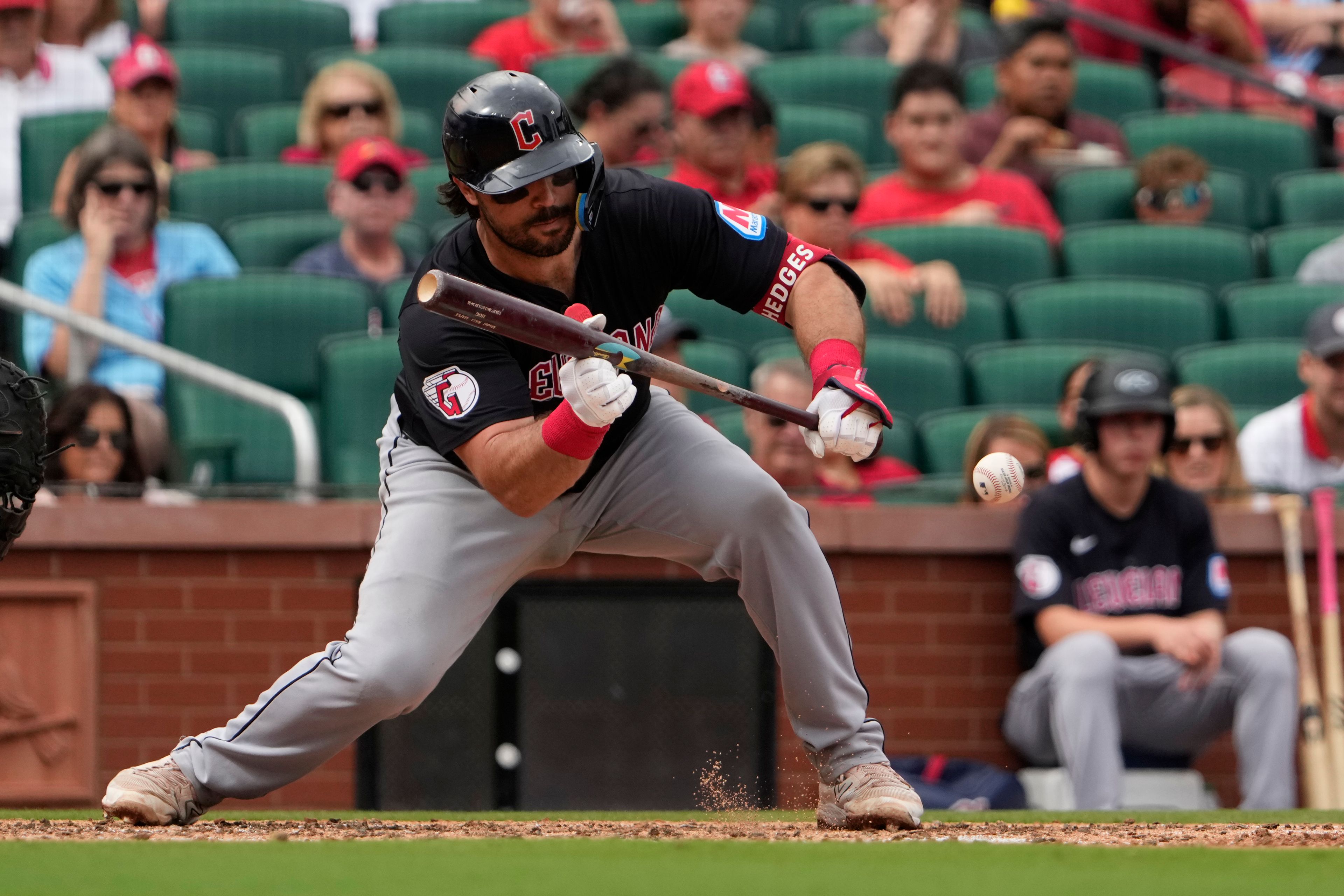 Cleveland Guardians' Austin Hedges lays down a sacrifice bunt to score Myles Straw during the sixth inning of a baseball game against the St. Louis Cardinals Sunday, Sept. 22, 2024, in St. Louis. (AP Photo/Jeff Roberson)