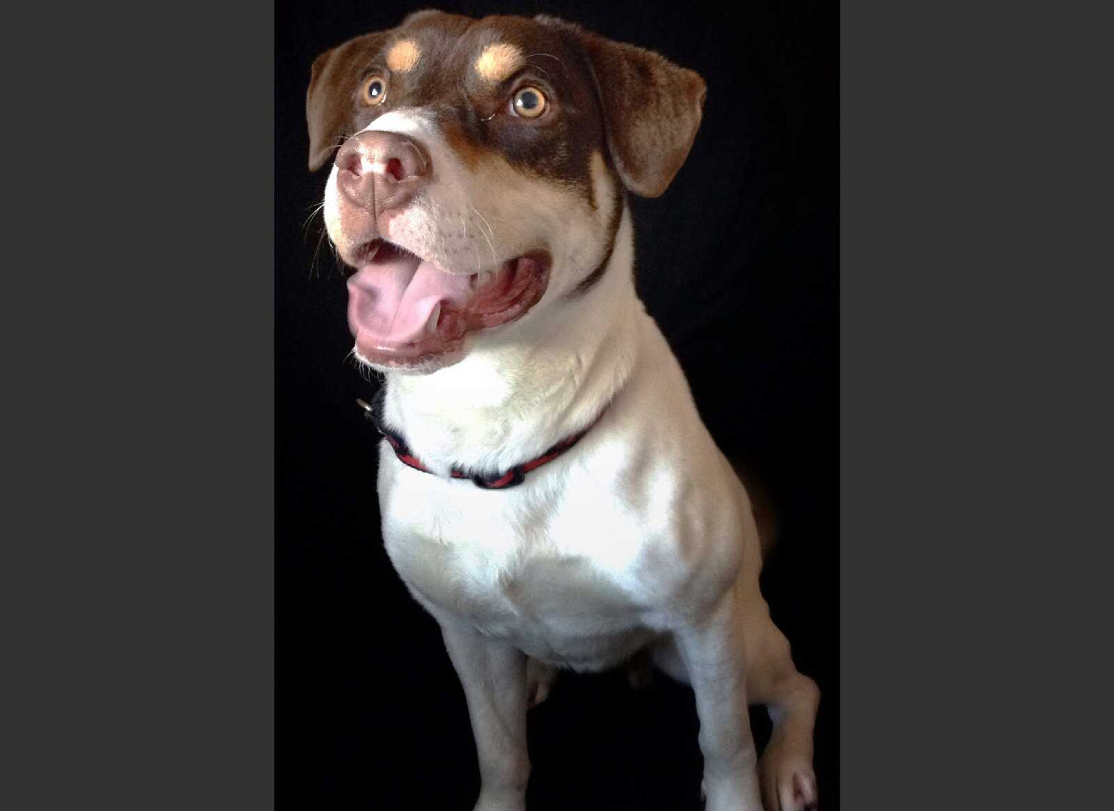 Bruno, a mixed-breed dog, was found shot to death in September. (Conway Area Humane Society)