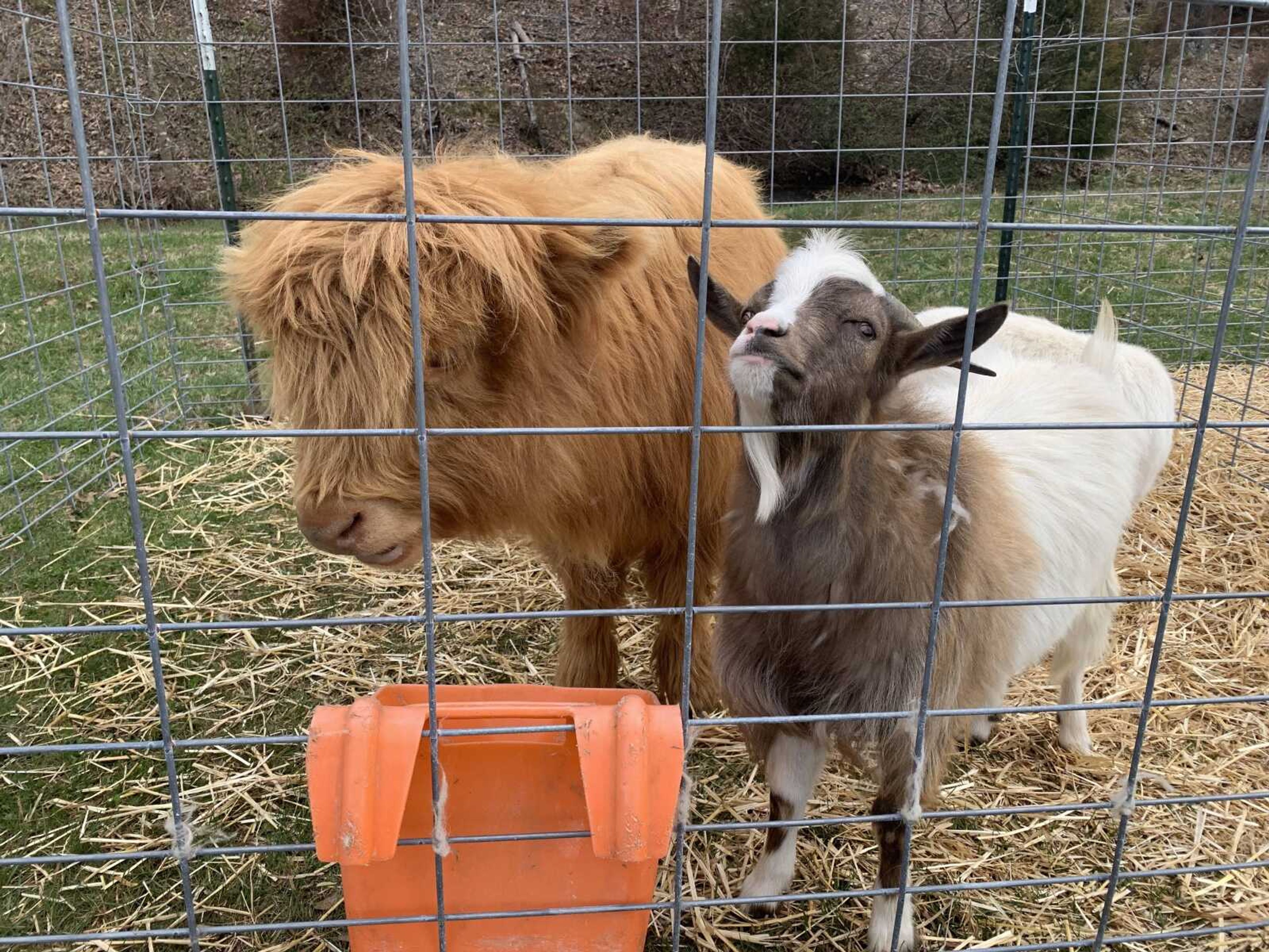 Millie the Highland cow was the star of the fiber event and visitors took pictures with the Scottish breed of cow. Highland cattle are bred to withstand the harsh temperatures of Scotland and are known to have a docile temperament.&nbsp;