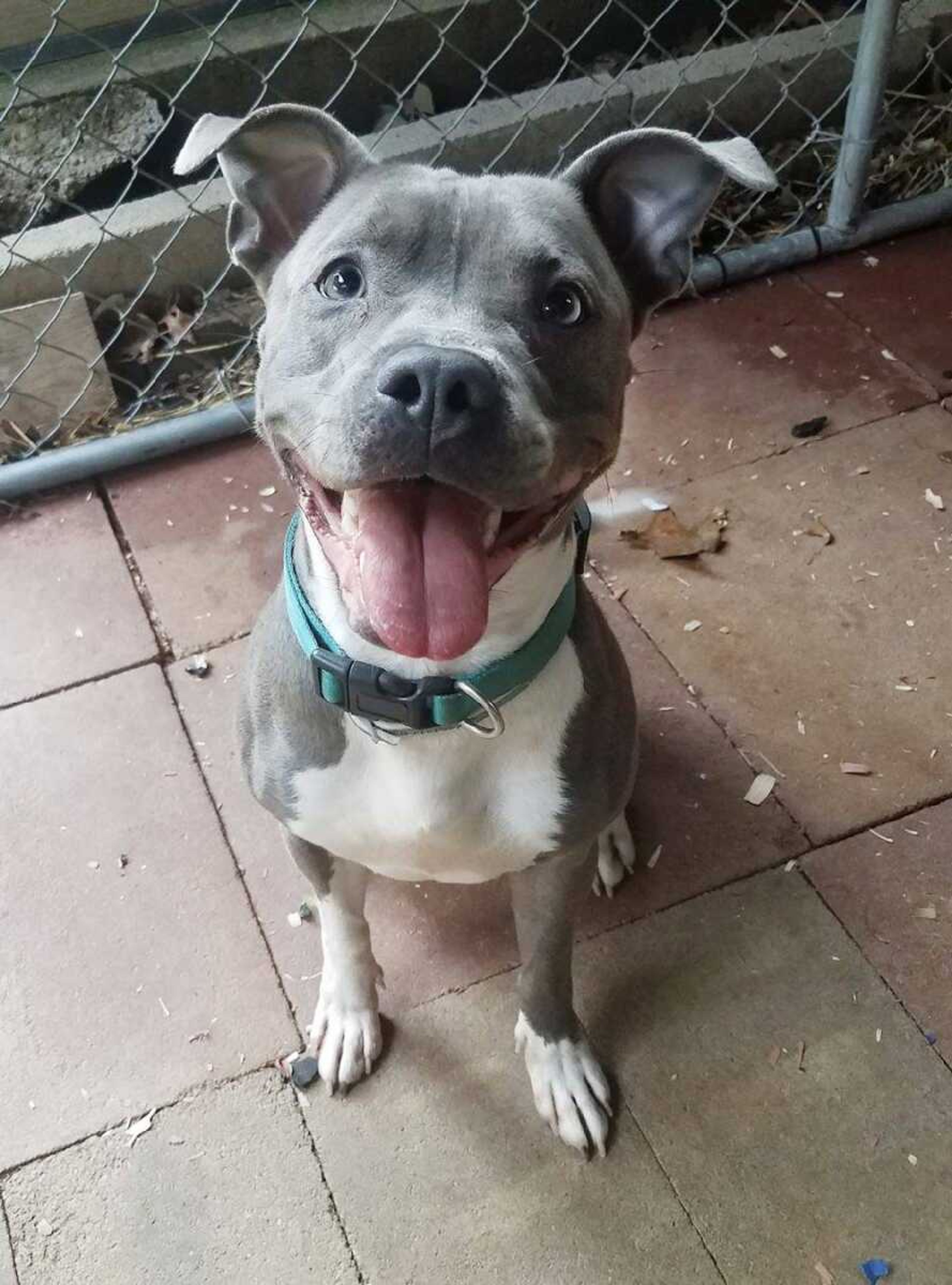 Iris is a small Pitbull. She is just over one year old and is great with kids and house trained. She is available for adoption at Safe Harbor; call (573) 243-9823.