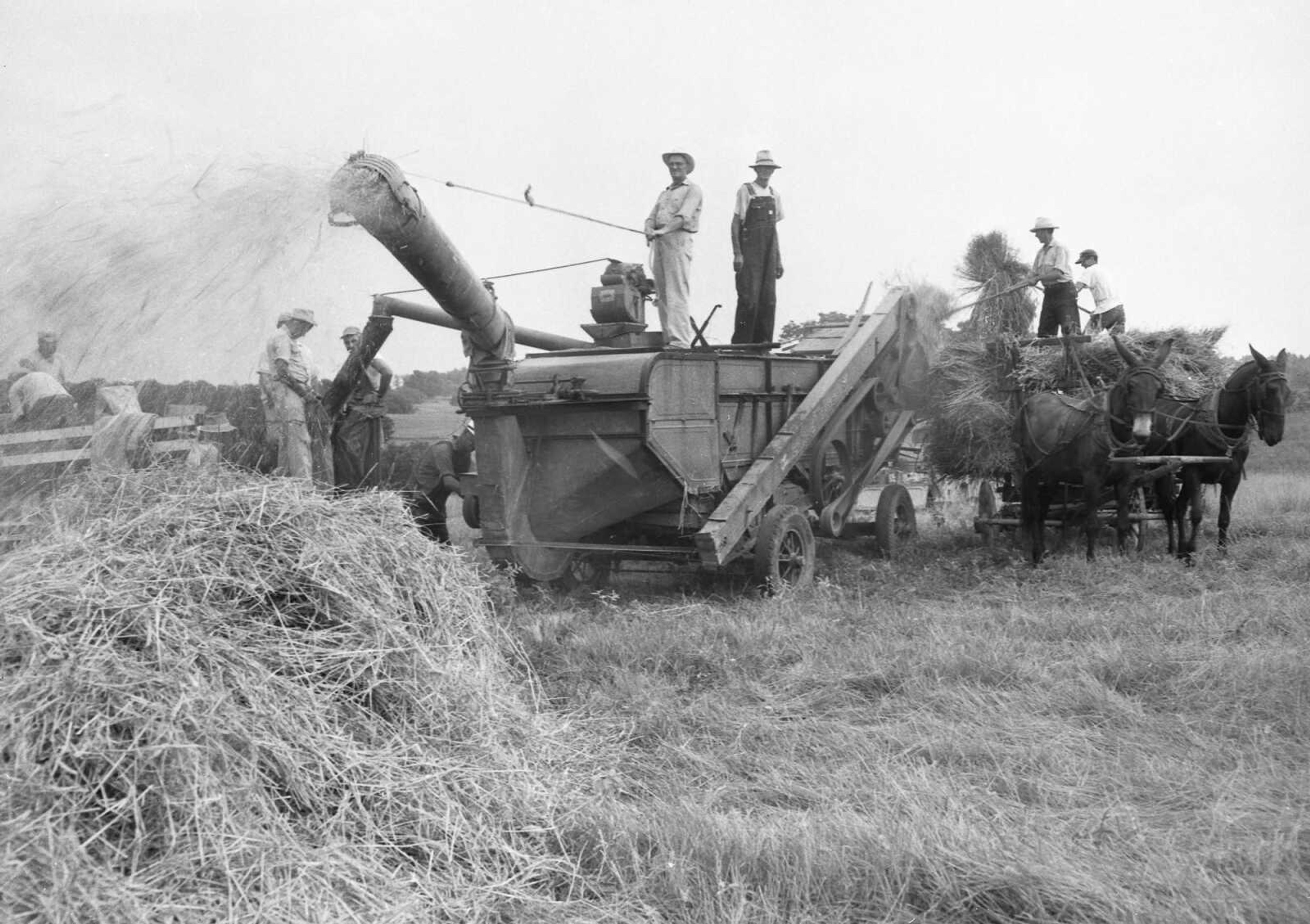 A mule-drawn wagon pulling a thresher is seen on the J.A. Young farm east of Oak Ridge in a photo from August 1958.