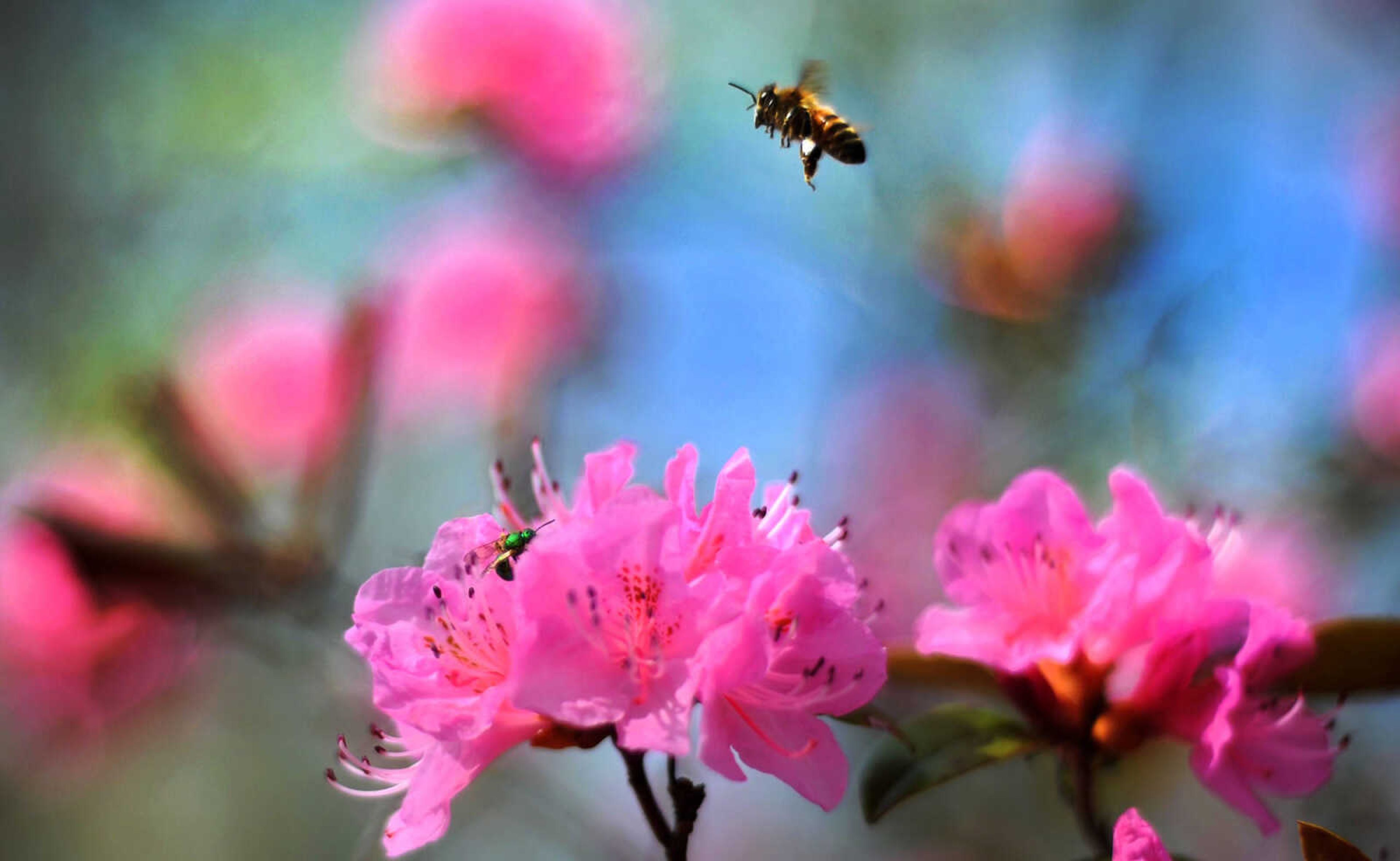 LAURA SIMON ~ lsimon@semissourian.com

Azaleas begin to bloom at Pinecrest Azalea Gardens, Thursday, April 16, 2015, in Oak Ridge, Missouri.