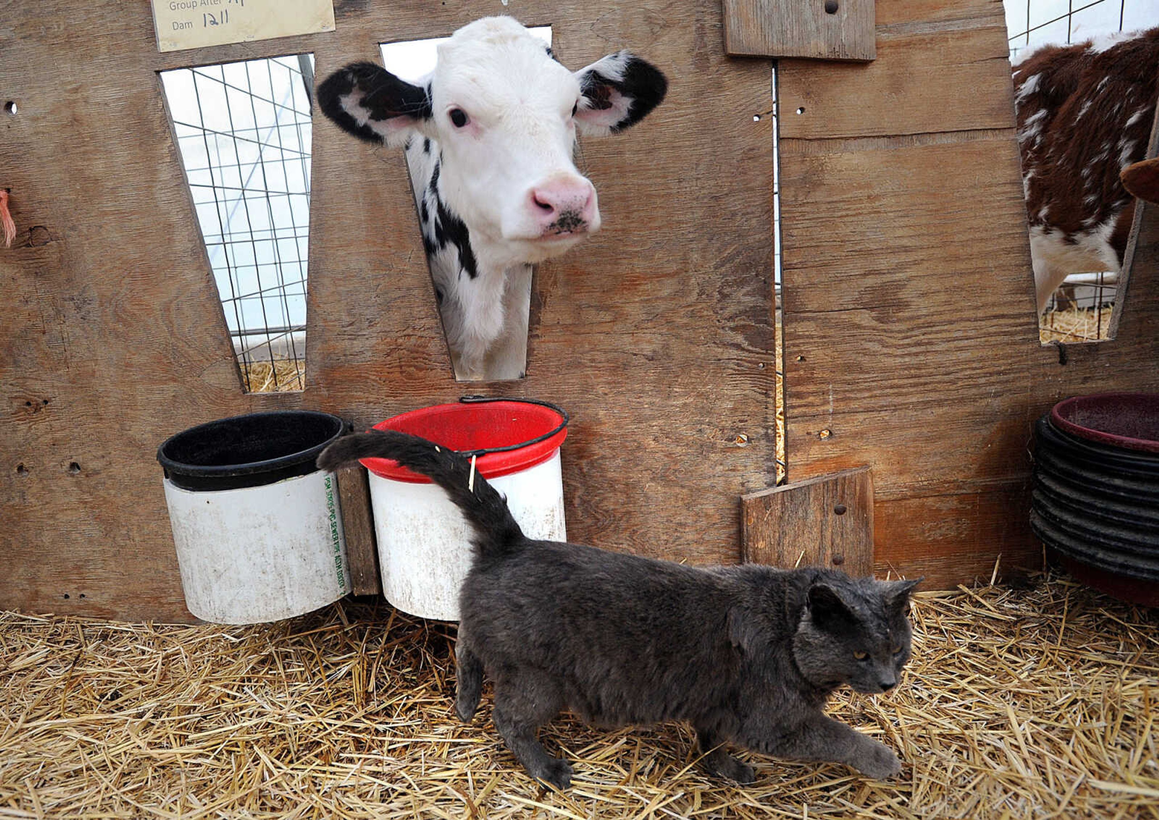 LAURA SIMON ~ lsimon@semissourian.com

Calves mingle with the farm cats, Tuesday, March 4, 2014.