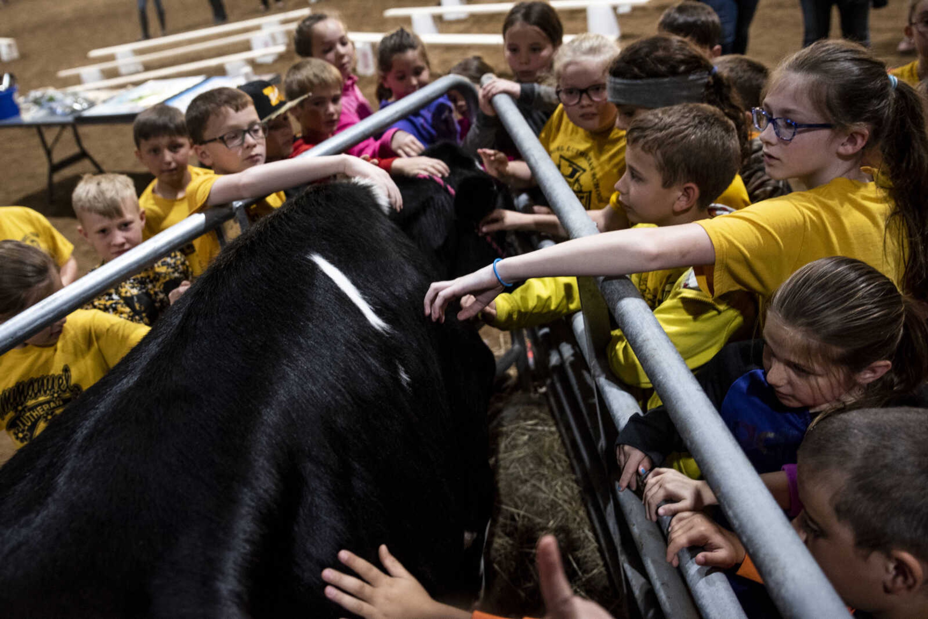 Third graders from Immanuel Lutheran School in Perryville pet a 13-month-old holstein cow during the 24th annual Farm Day sponsored by the Southeast Missouri Cattlemen's Association at Flickerwood Arena Wednesday, April 24, 2019, in Jackson. Over 800 students attended Farm Day and learned about a variety of farm-related topics from forestry to soil conservation, as well as farm animals and honey bees.