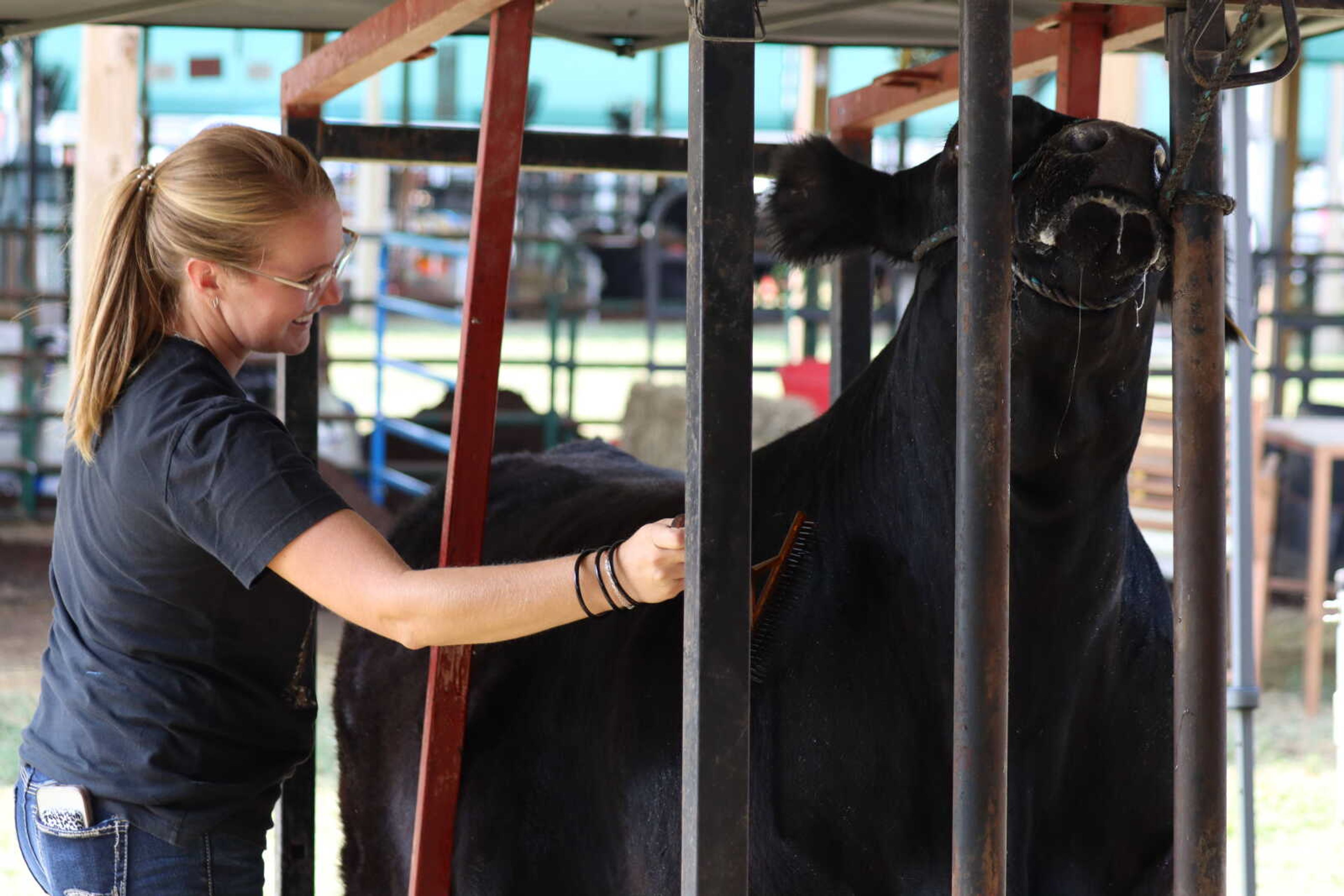 Kimberlie Nothdurft combs out her son's steer.