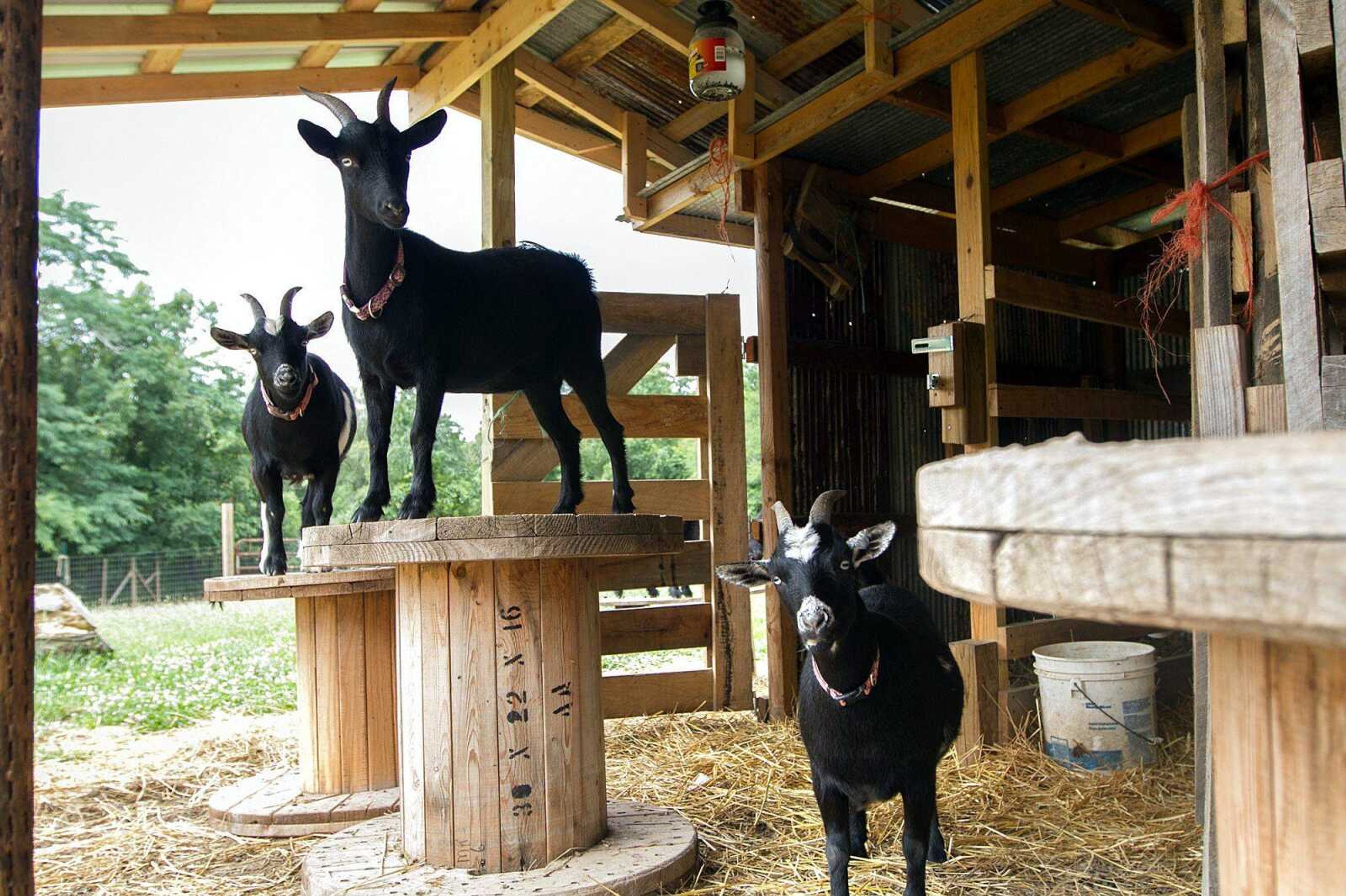 Goats on Jimmy and Jan Ward's Marble Hill, Missouri farm, Thursday, June 26, 2014. (GLENN LANDBERG)