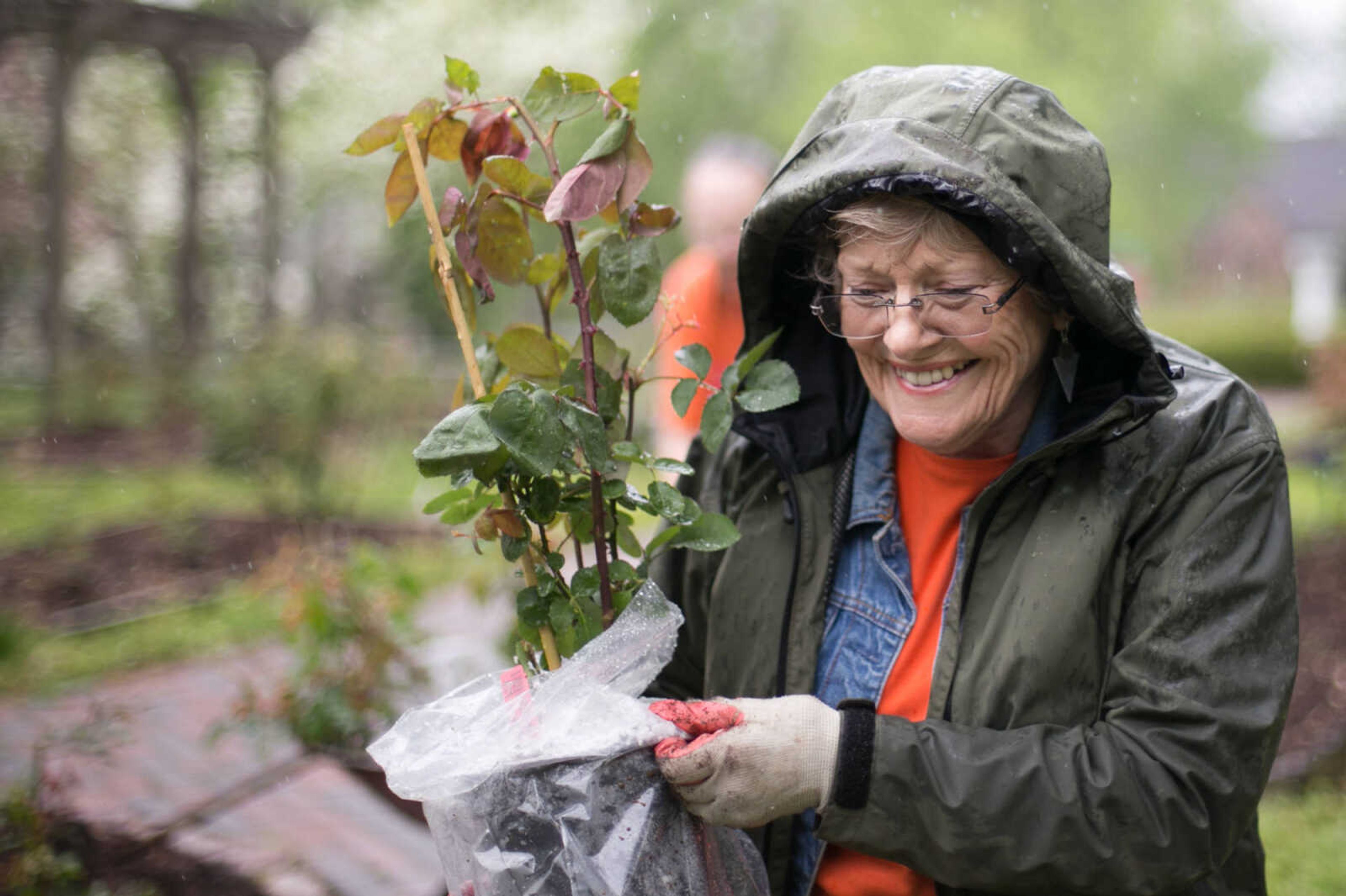 GLENN LANDBERG ~ glandberg@semissourian.com


Nadine Davis, a member of the Ramblewood Garden Club carries one of 17 rose bushes to be planted at Capaha Park Rose Garden, Wednesday, April 20, 2016. The Great Cape Clean Up and Friends of the Parks Day will be held this saturday at various Cape Girardeau parks. Registration begins at 8:30 a.m. at Capaha Park Shelter 2.