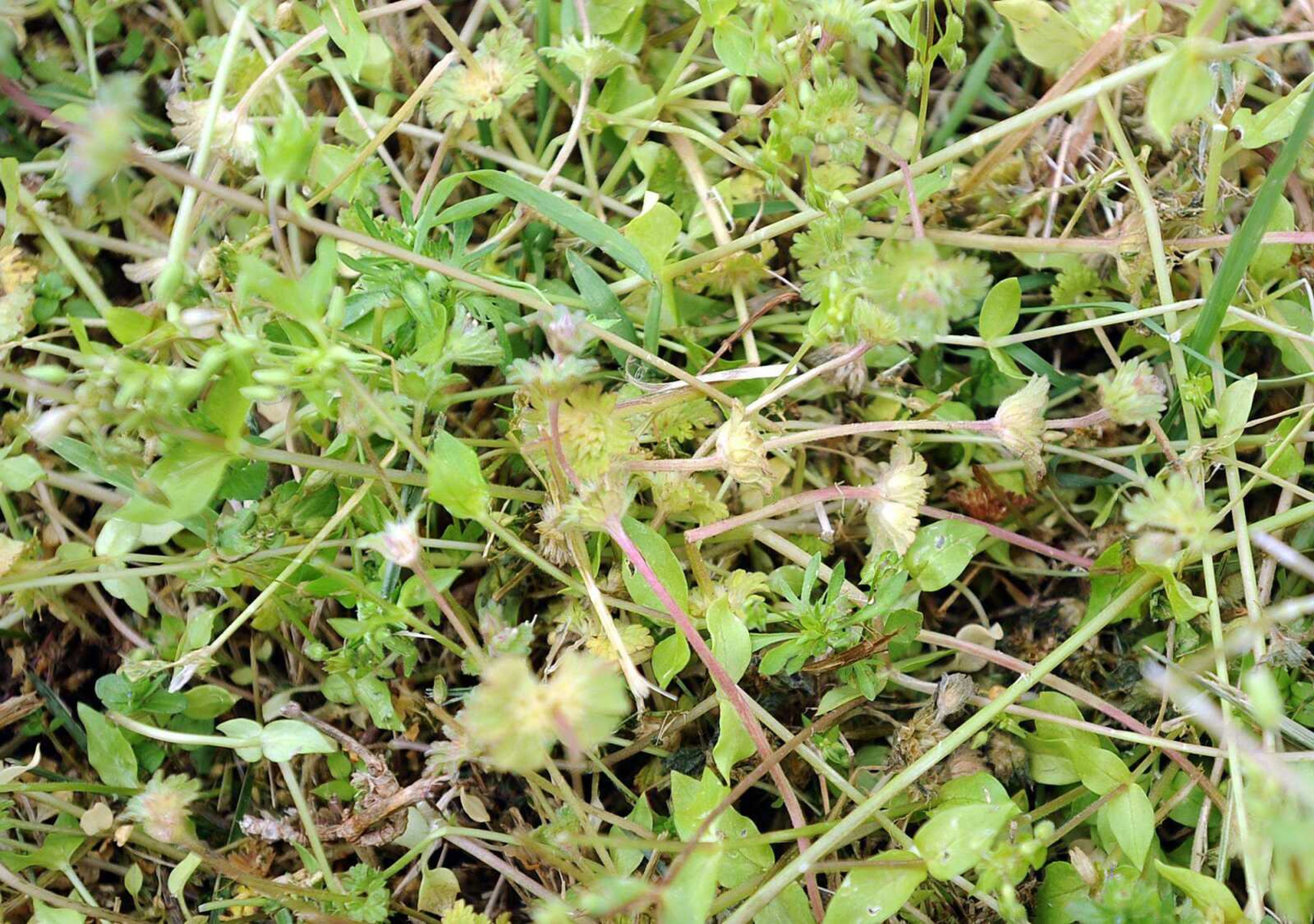 Chickweed is a common lawn weed that can grow rapidly and choke out wanted grass if left unwatched. (Laura Simon)