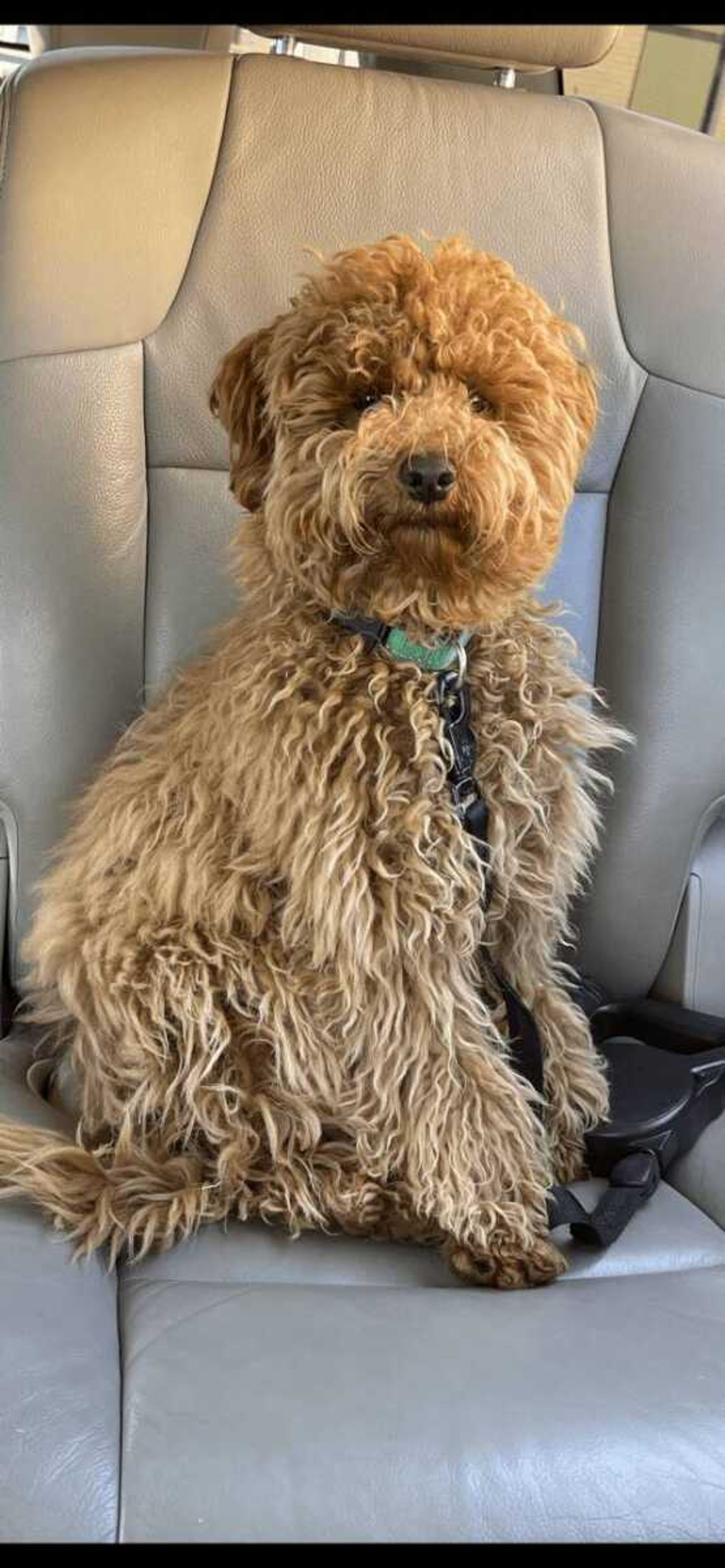 Yadi Brosey -&nbsp;Waiting patiently in the car line for the Grandkids to get out of school.