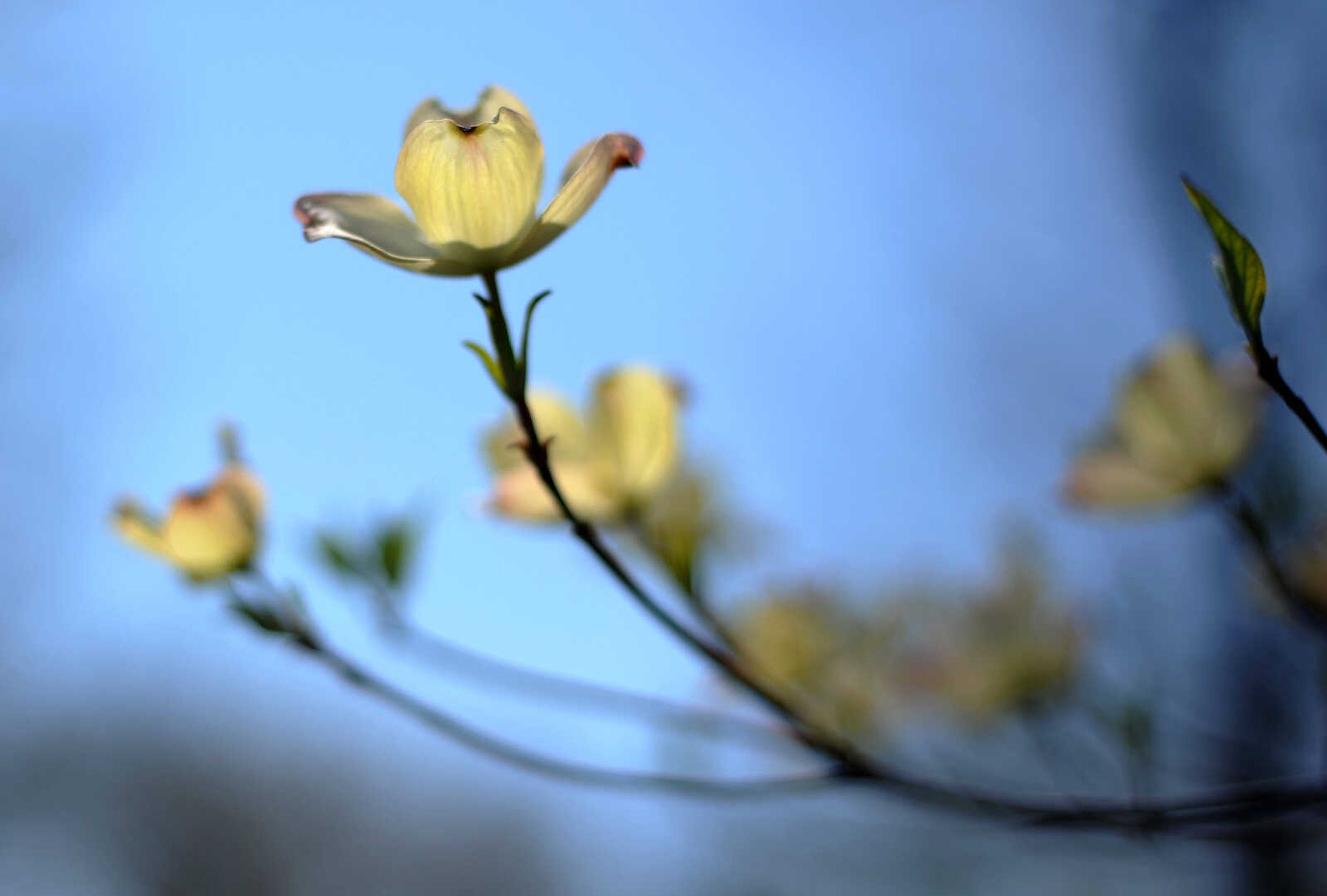 LAURA SIMON ~ lsimon@semissourian.com

Dogwoods, daffodils, jonquils and azaleas begin to bloom at Pinecrest Azalea Gardens, Wednesday, April 23, 2014, in Oak Ridge, Mo.