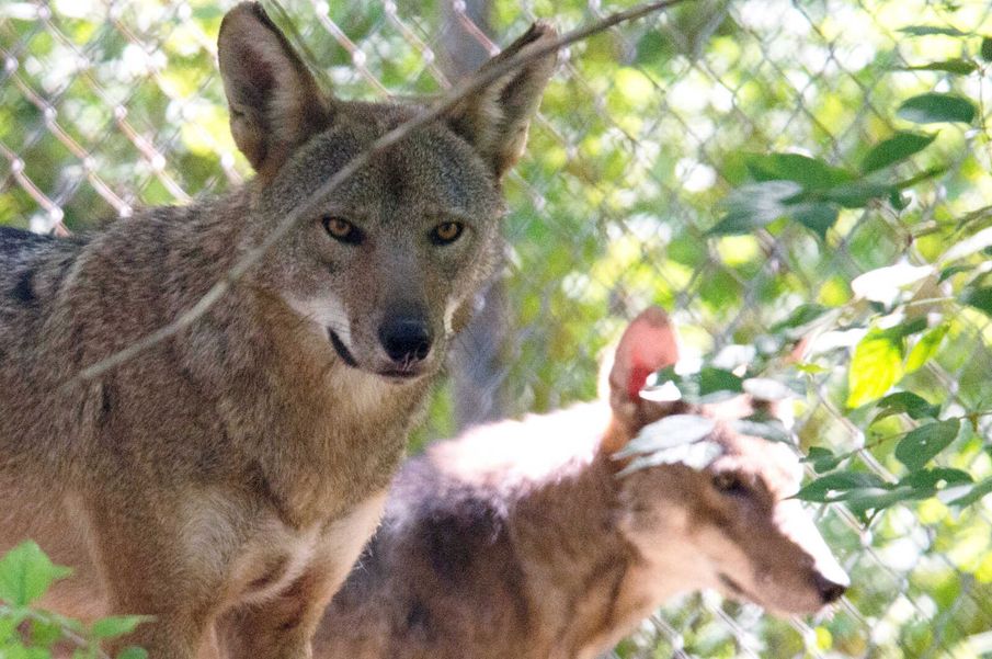 Summit to weigh endangered red wolf's plight as numbers drop