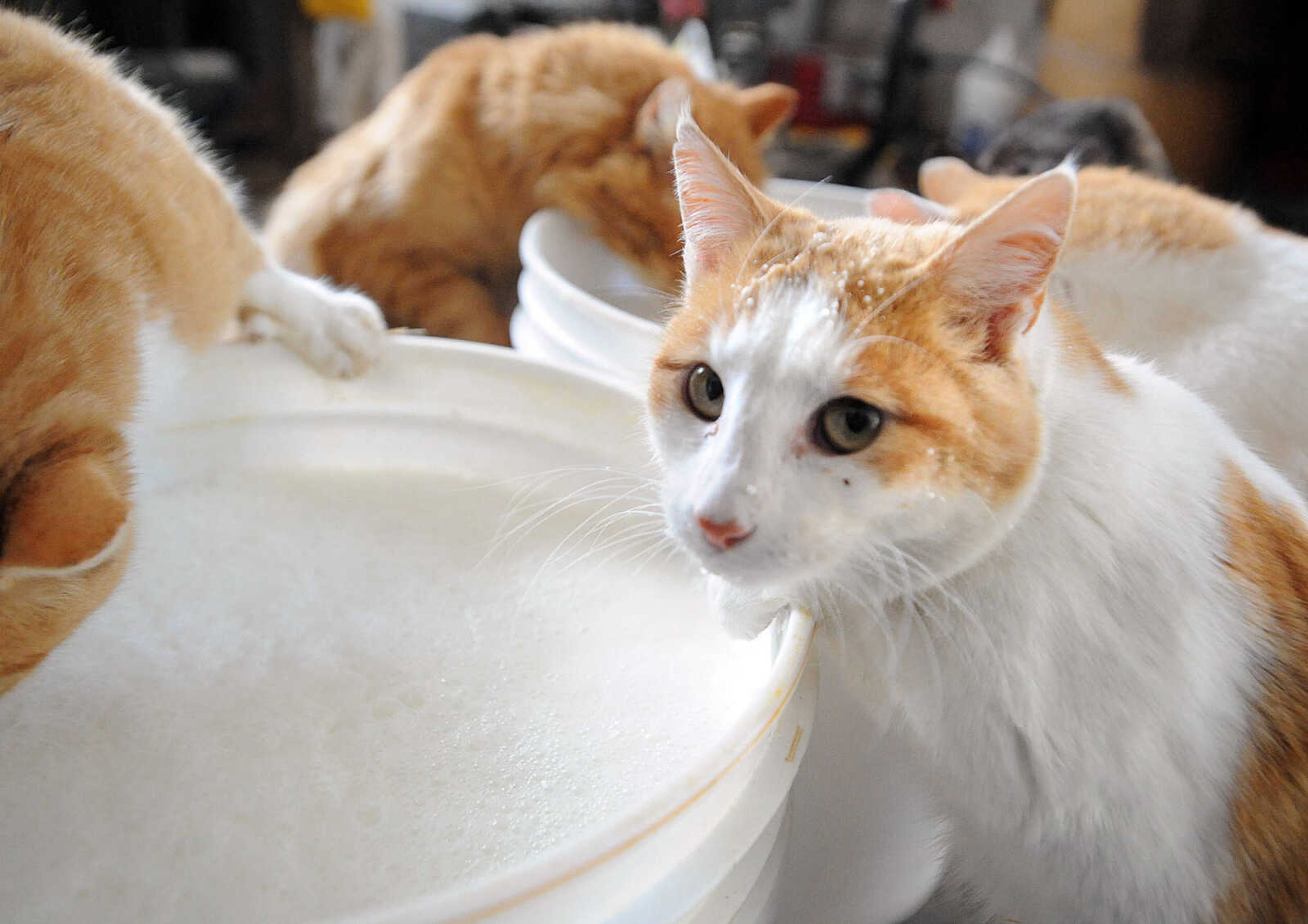 LAURA SIMON ~ lsimon@semissourian.com

Farm cats raid buckets of fresh warm milk meant for the calves dinner, Tuesday, March 4, 2014.