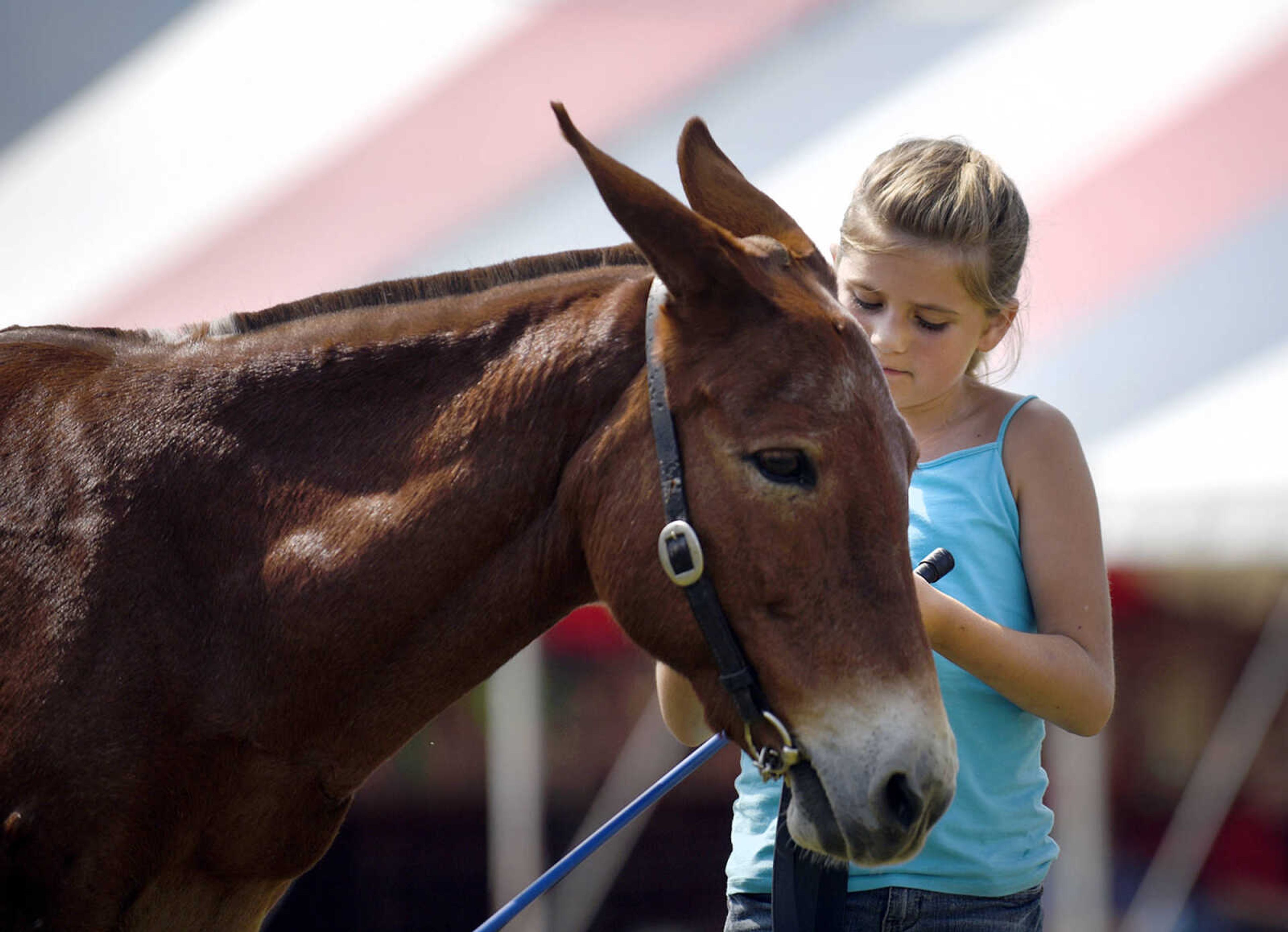 LAURA SIMON ~ lsimon@semissourian.com

Emma Statler shows a mini mule during the SEMO District Fair on Friday, Sept. 16, 2016, at Arena Park in Cape Girardeau.