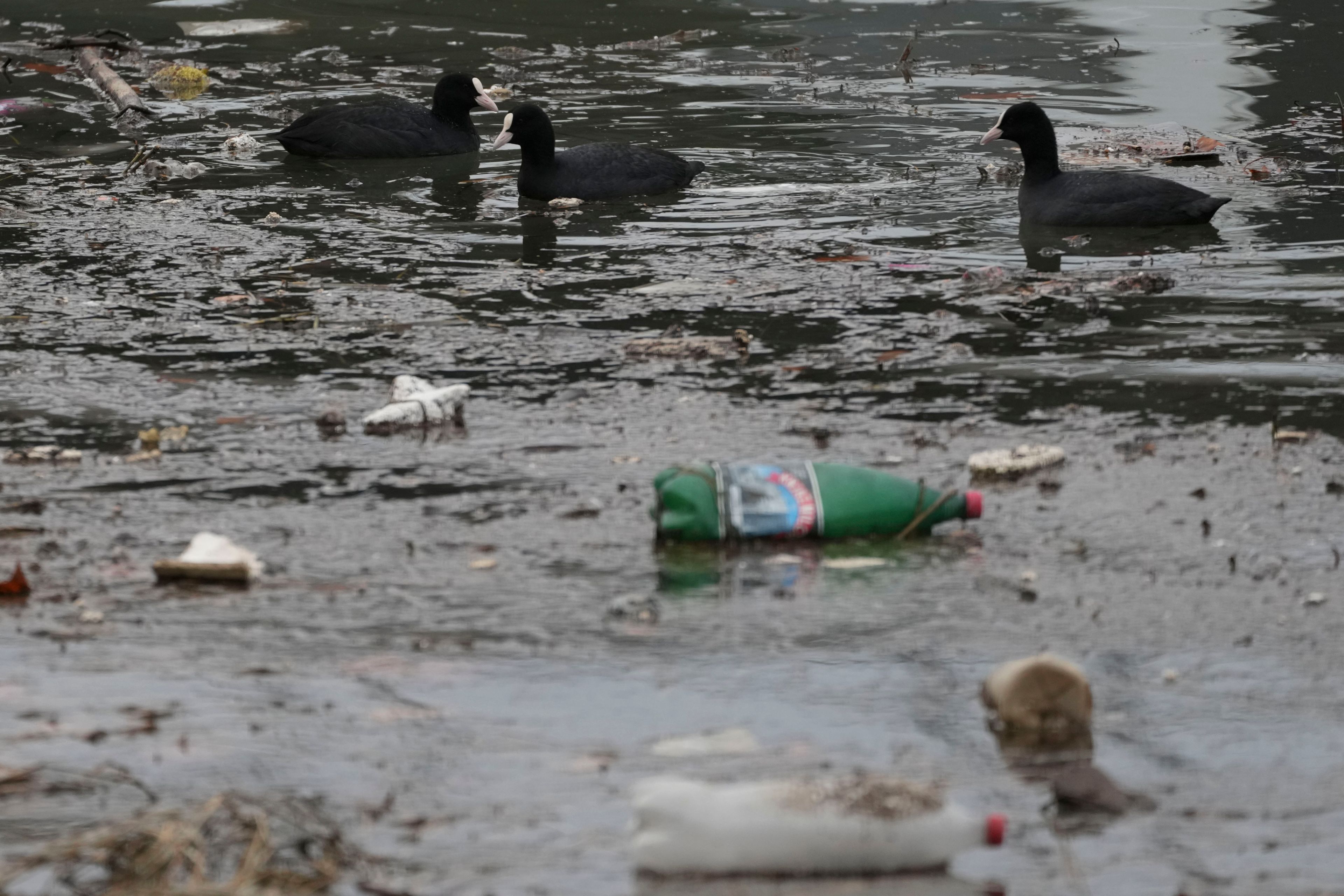 Coots float between dumped plastic bottles and waste on the bank of the river Sava in Belgrade, Serbia, Tuesday, Nov. 26, 2024. (AP Photo/Darko Vojinovic)