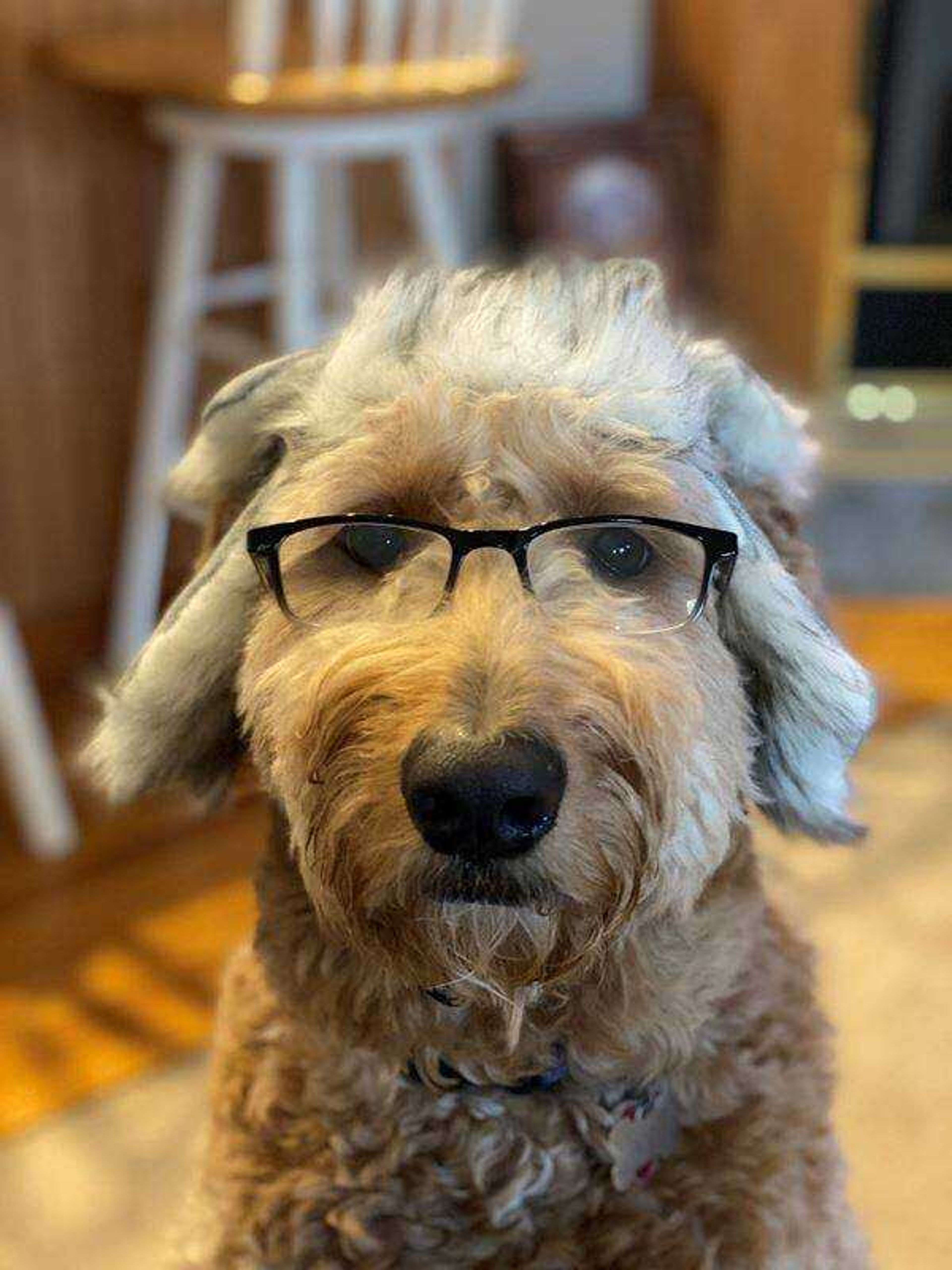 Birdie the Goldendoodle&nbsp; -&nbsp; Did you say cheese?