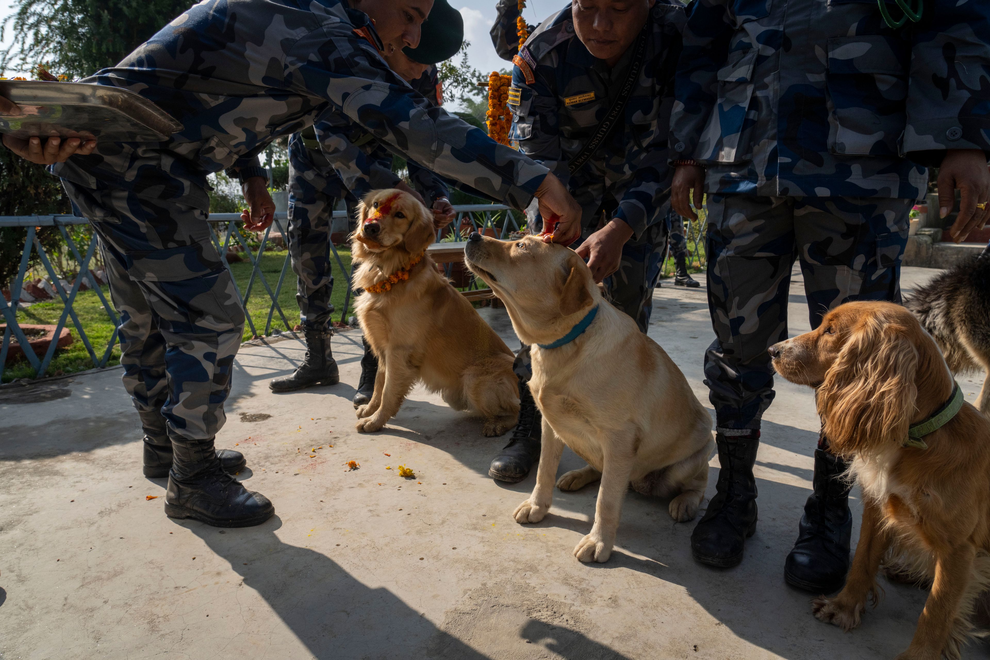 Nepal's Armed Police Force personnel worship their dogs at their kennel division during Kukkur Tihar festival in Kathmandu, Nepal, Thursday, Oct. 31, 2024. Every year, dogs are worshipped to acknowledge their role in providing security during the second day of five days long Hindu festival Tihar. (AP Photo/Niranjan Shrestha)