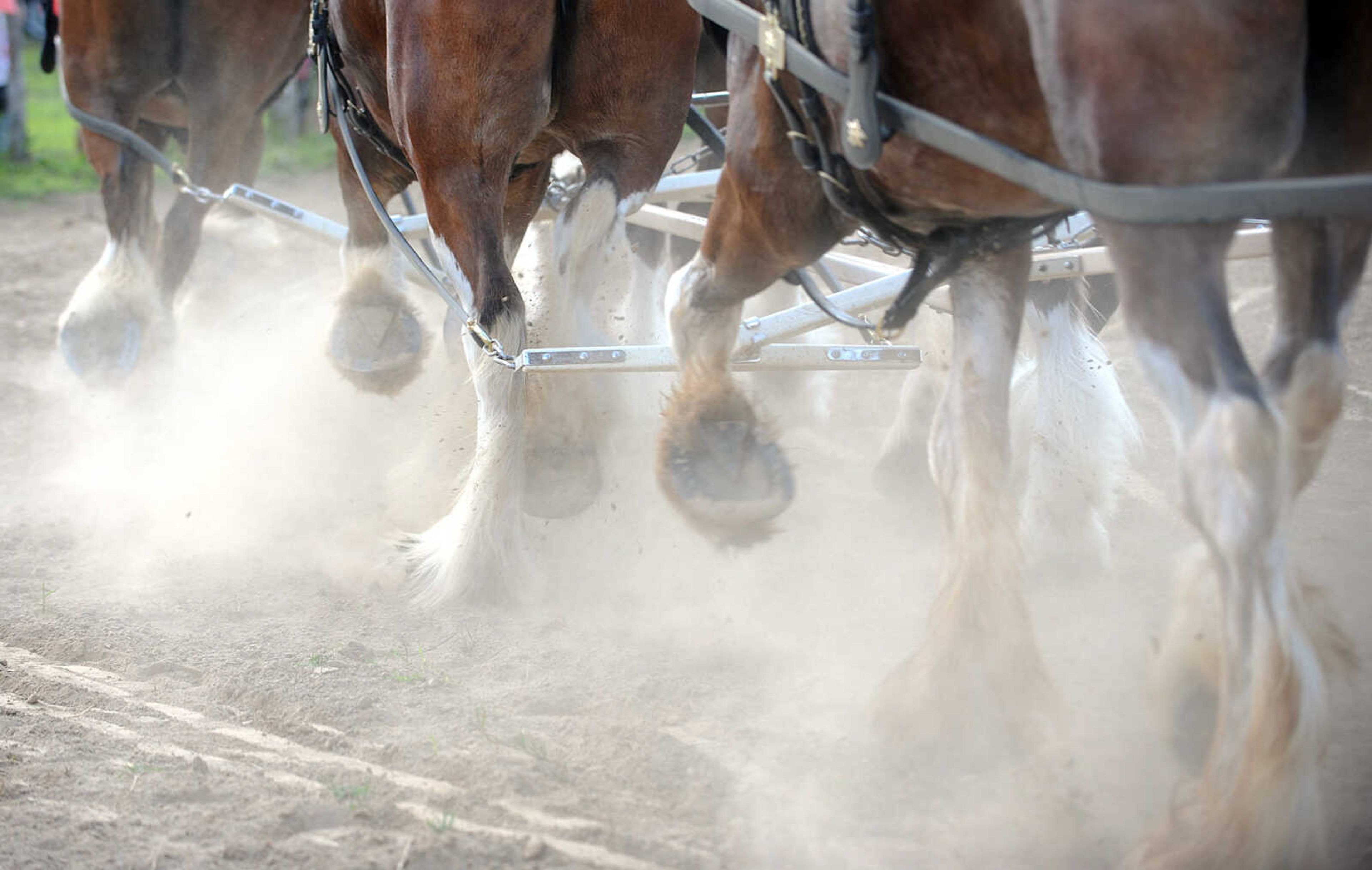 LAURA SIMON ~ lsimon@semissourian.com

The Budweiser Clydesdales make an appearance at The Hope Theraputic Horsemanship Center in Perryville, Missouri, Friday, June 20, 2014.