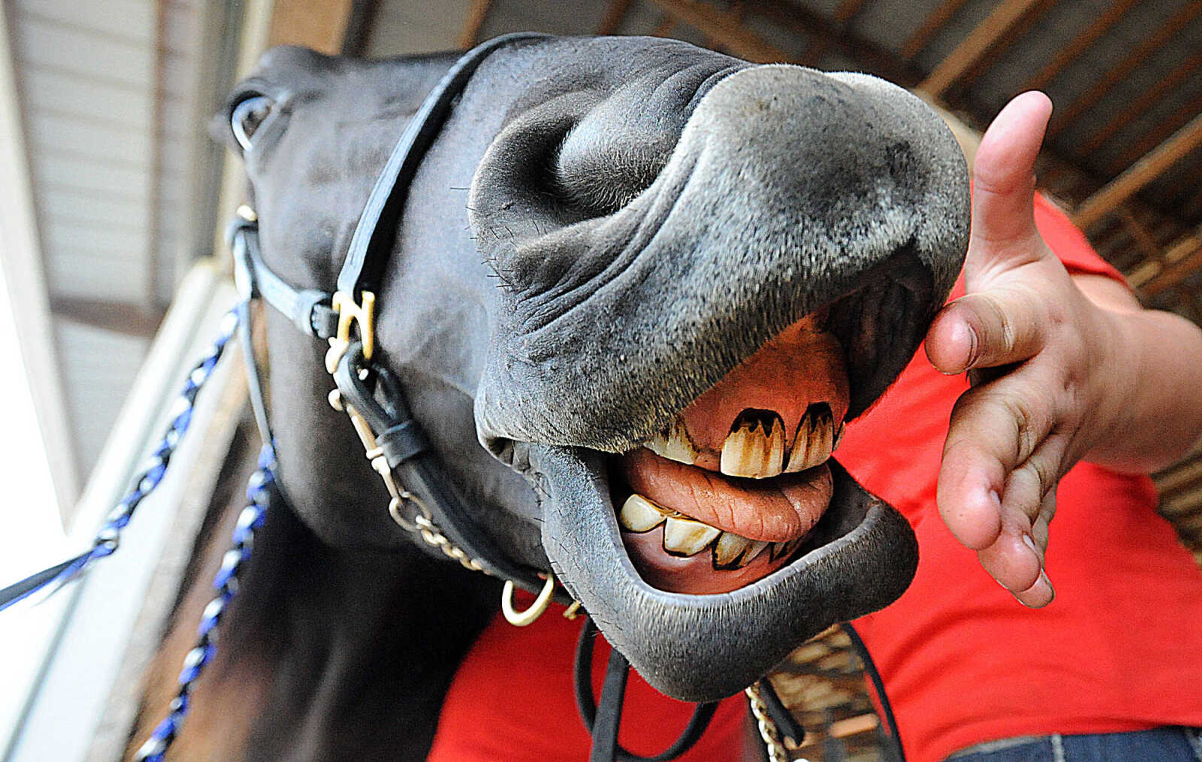 LAURA SIMON ~ lsimon@semissourian.com

Carson Daly, a Tennessee walking horse, checks Genny Bradshaw's hand for a treat during the 12th annual Agriculture Education Field Day hosted by Southeast missouri State University's Department of Agriculture. Around 400 students from area schools spent the day learning at the Charles Hutson Horticulture Greenhouse and the David M. Barton Research Center.