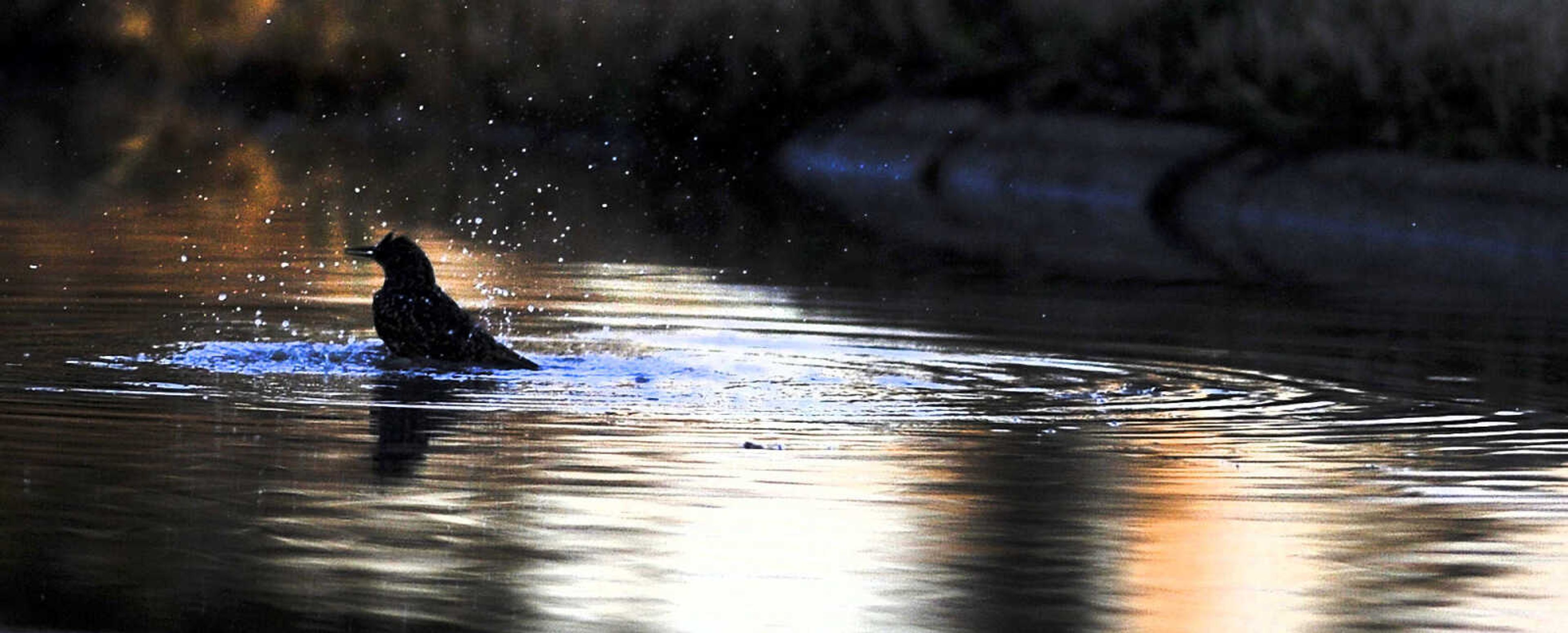 LAURA SIMON ~ lsimon@semissourian.com

A bird takes a bath in the receding floodwater sitting on Water Street in the Red Star District, Monday, Jan. 4, 2016.