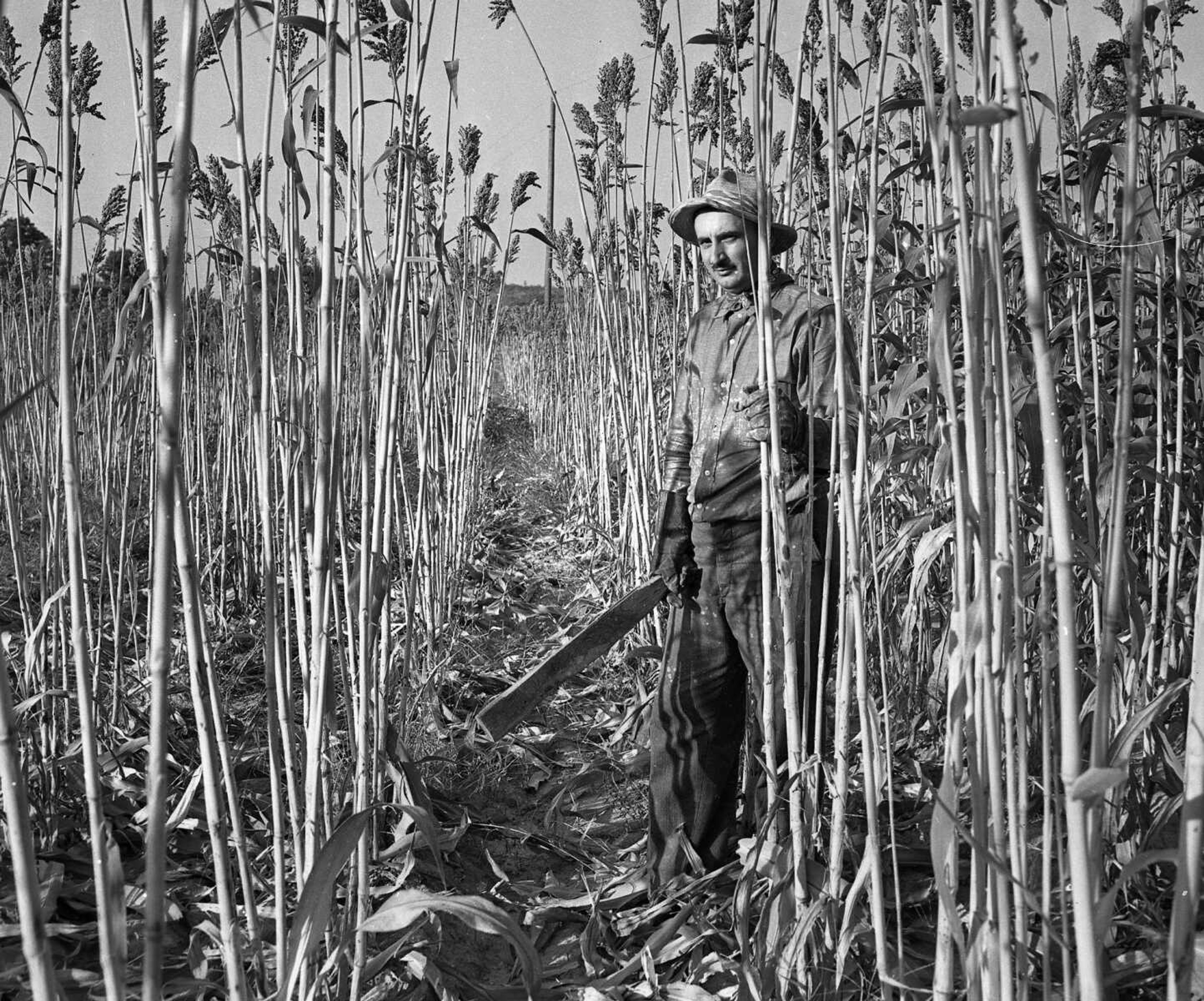 Oct. 1, 1946 Southeast Missourian.
A worker stands in a field of sugar cane, on a 5-acre patch southeast of Benton in the Northcut ditch area. H.R. and Curtis Crumpecker operated a sorghum mill and expected a yield of from 125 to 150 gallons per acre from their crop. (G.D. Fronabarger/Southeast Missourian archive)