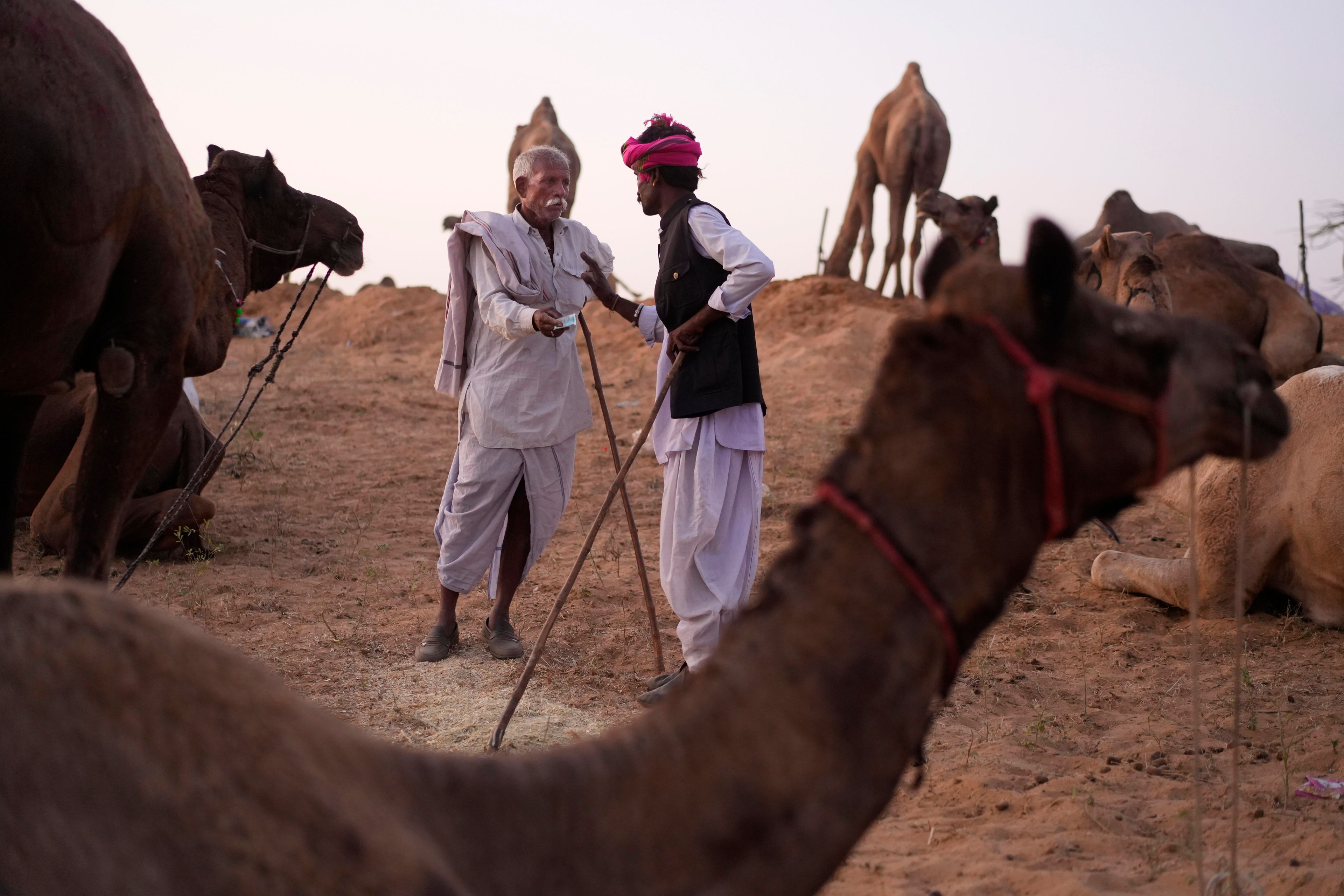 A buyer negotiates the price of a camel with a herder at a camel fair in Pushkar, in the northwestern Indian state of Rajasthan, Tuesday, Nov. 5, 2024. (AP Photo/Deepak Sharma)