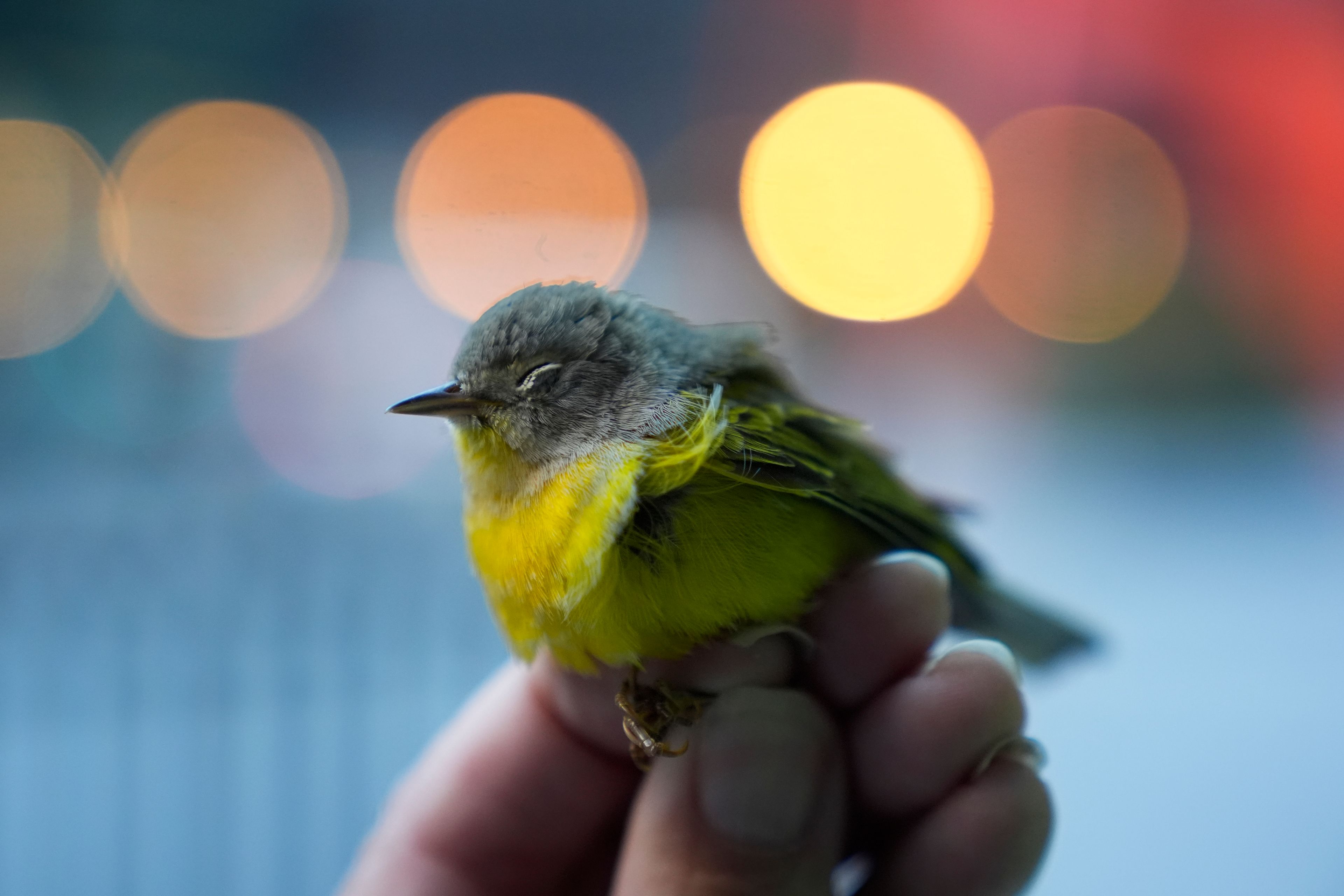 Chicago Bird Collision Monitors Director Annette Prince holds an injured Nashville warbler, a kind of migrating songbird, that likely struck a glass window pane Tuesday, Oct. 8, 2024, in downtown Chicago. (AP Photo/Erin Hooley)