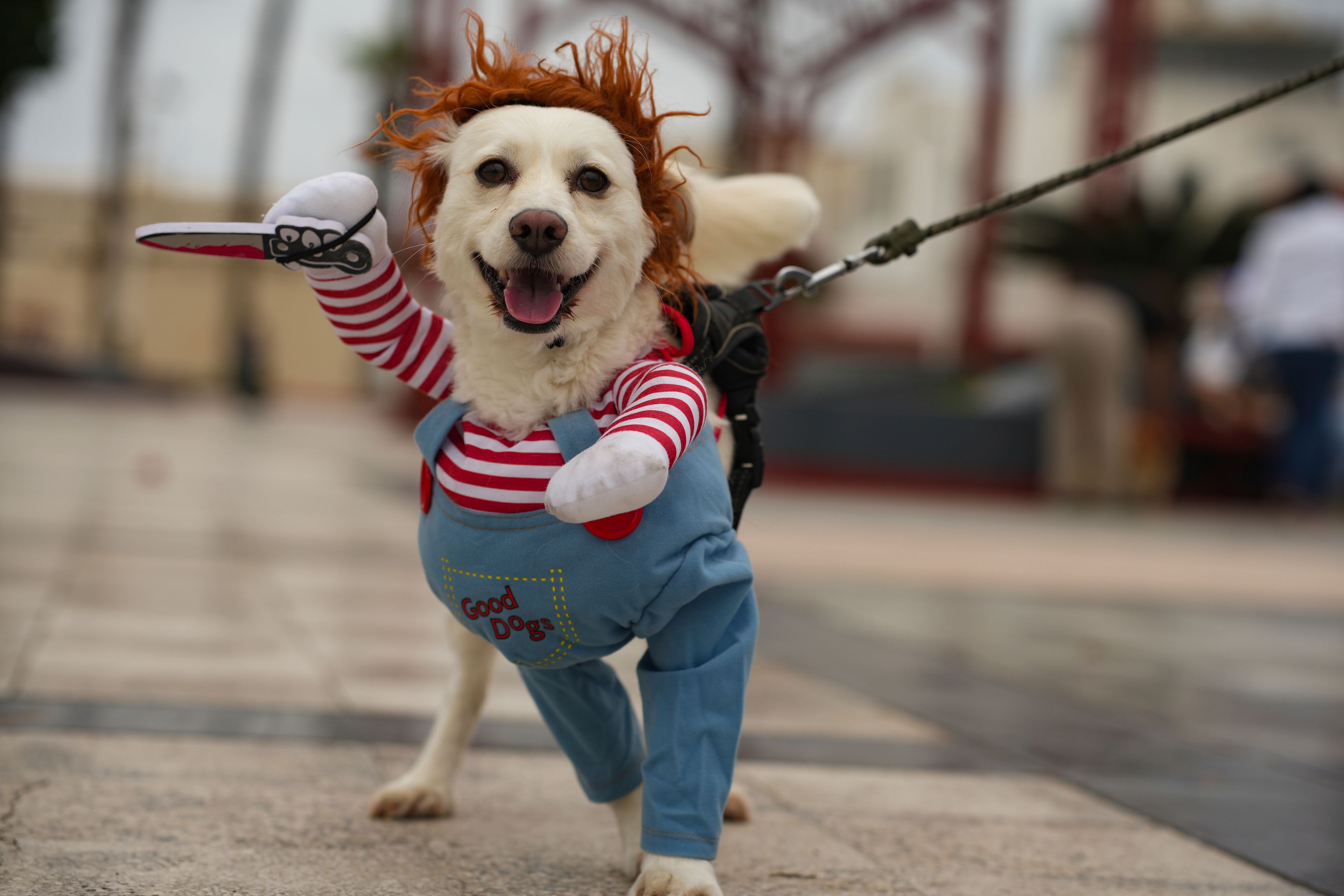 Coco, a dog dressed as Chucky, participates in a halloween pet show in Callao, Peru, Sunday, Oct. 27, 2024. (AP Photo/Guadalupe Pardo)