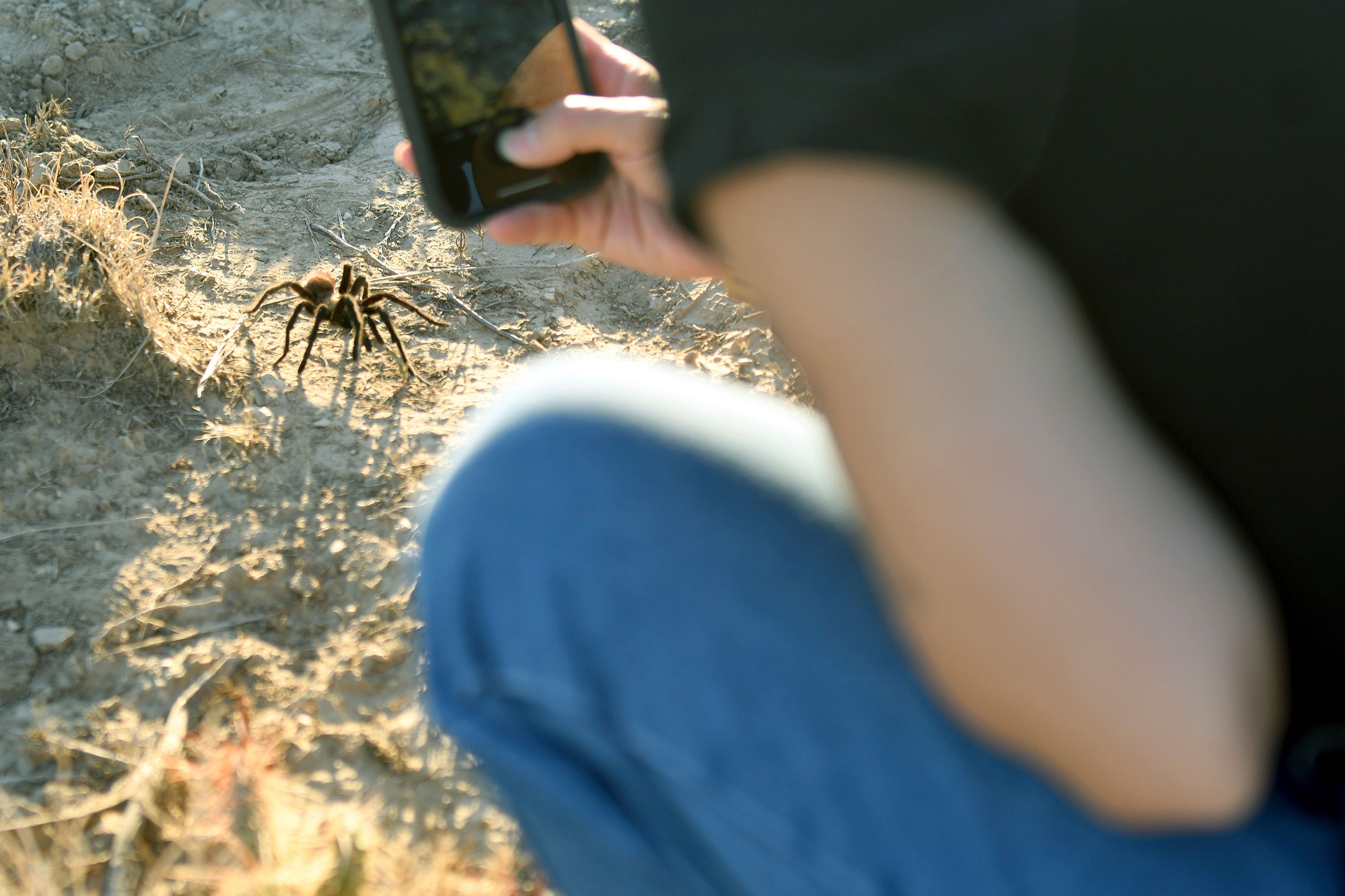 A tourist photographs a male tarantula looking for a mate on the plains near La Junta, Colo., on Saturday, Sept. 28, 2024. (AP Photo/Thomas Peipert)