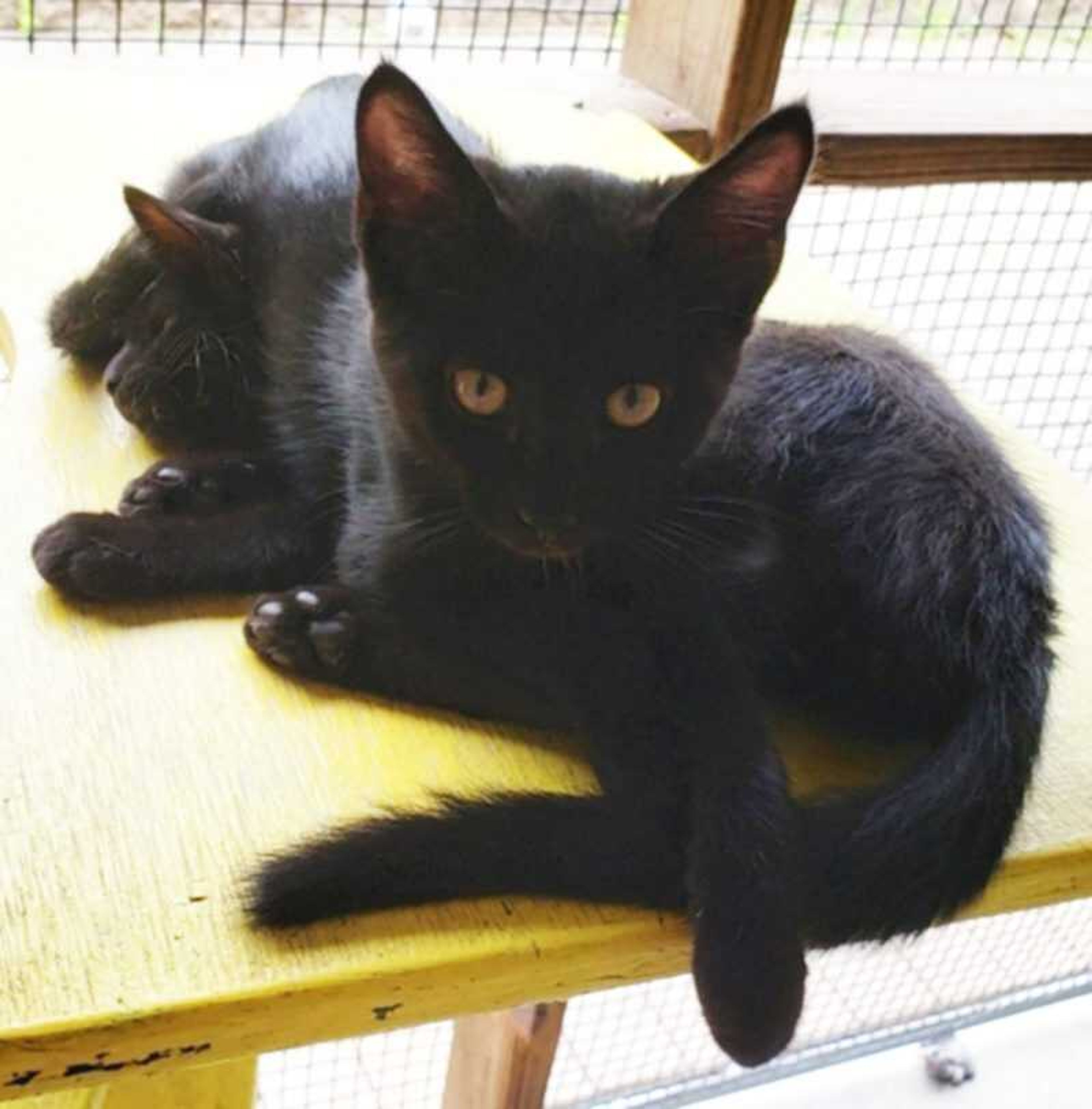 These sweet black male and female kittens are waiting for a loving home! They are available for adoption at Safe Harbor; call (573) 243-9823.