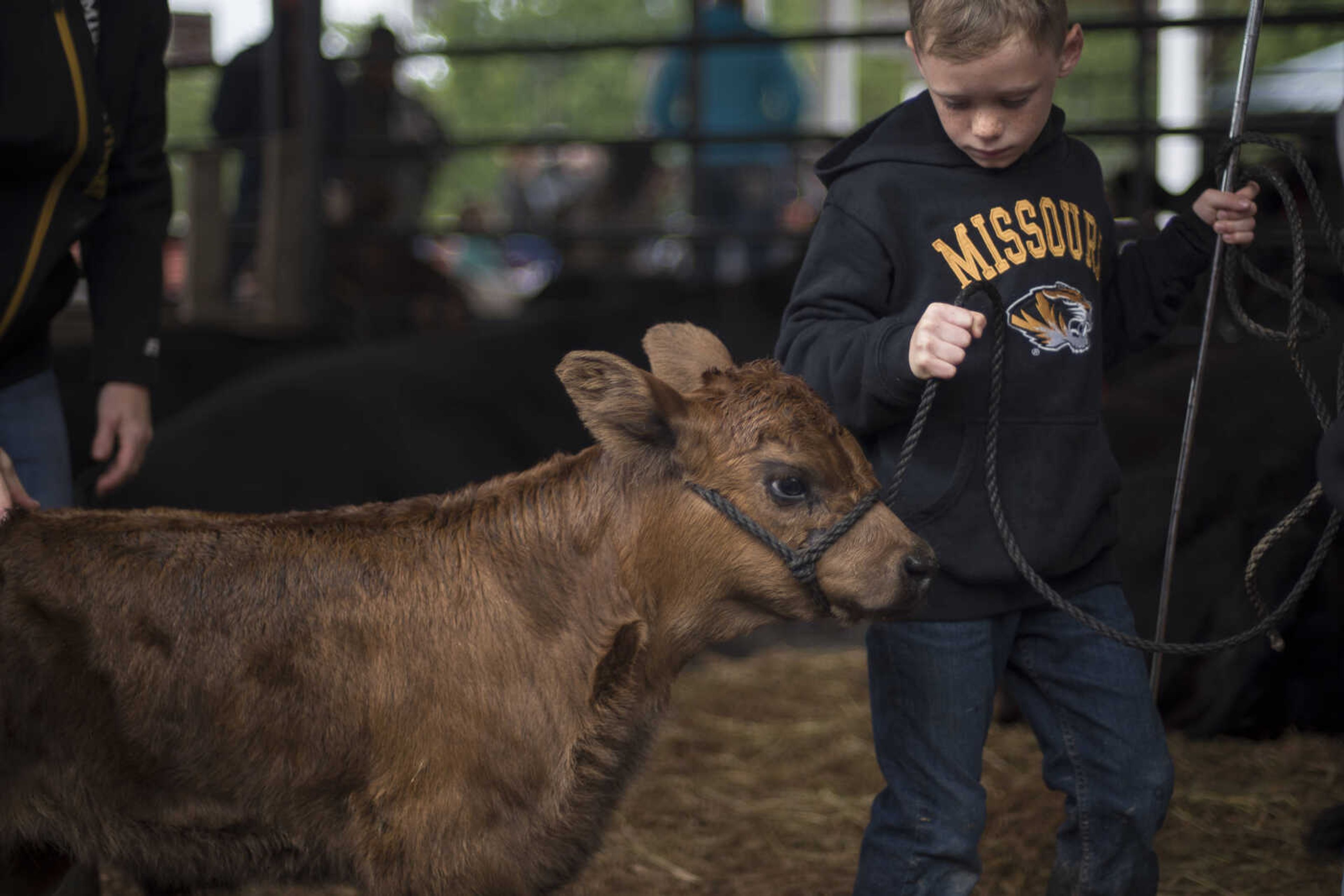 Noah Koenig, 7, practices his showmanship with Fudge, a 3-week-old calf, during the East Perry County Fair Saturday.