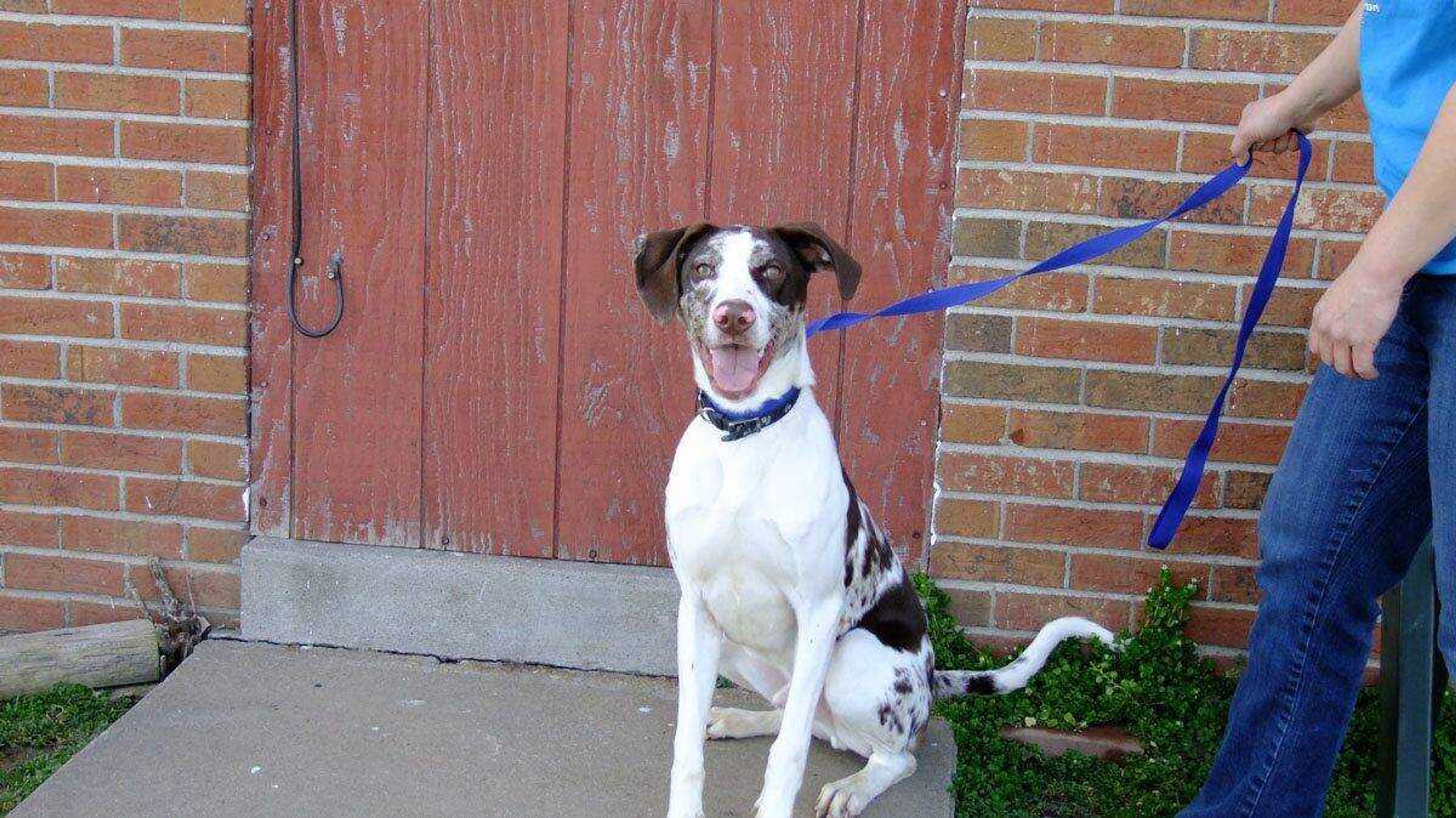 Raylan is 1 year old. He is neutered and housebroken. Raylan is available for adoption at The Humane Society 334-5837.