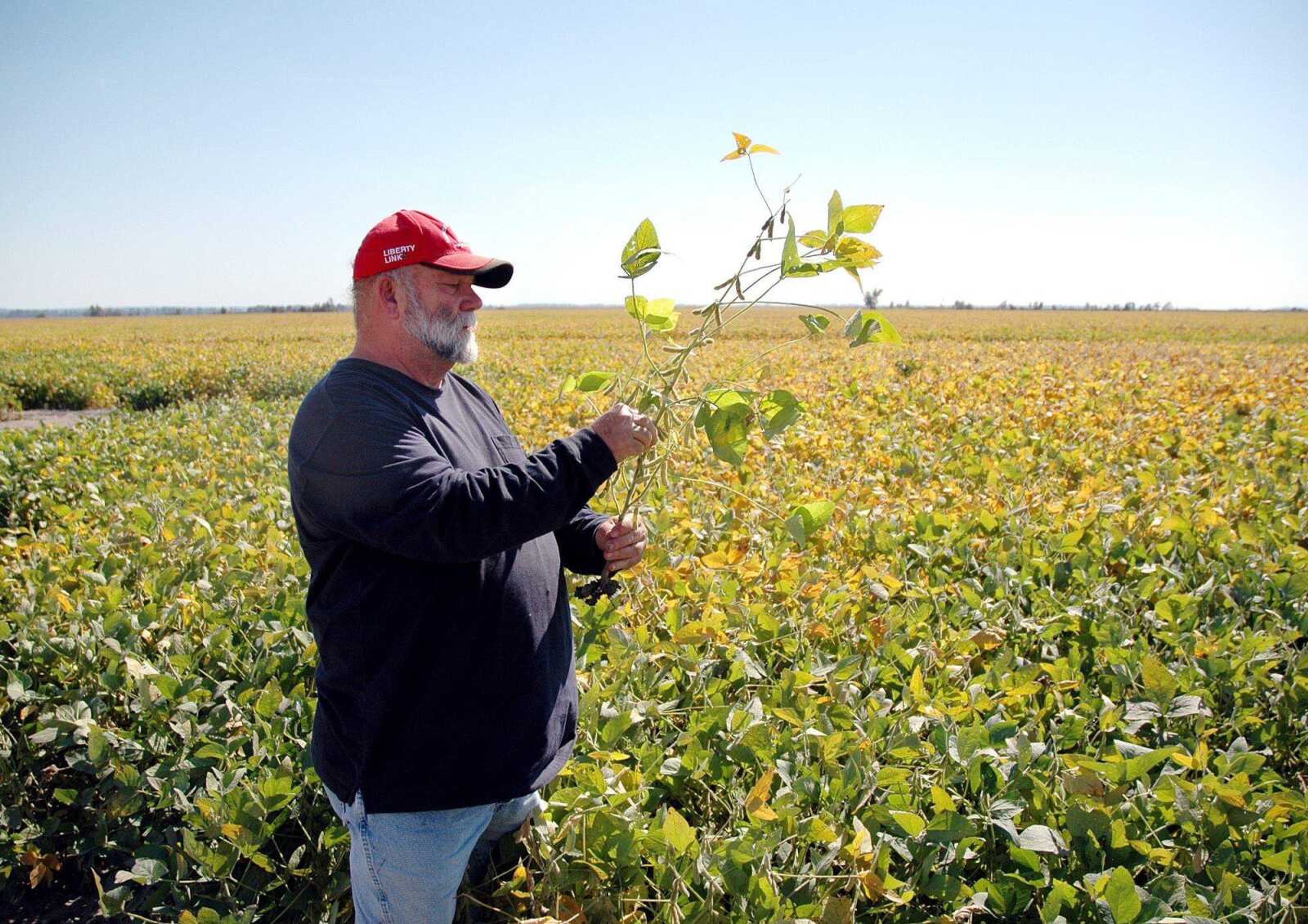 Steve Wright looks at his soybeans near Wyatt, Mo., on Friday. The soybeans were planted one to two months later than usual because of the breach of the Birds Point levee. (MELISSA MILLER)