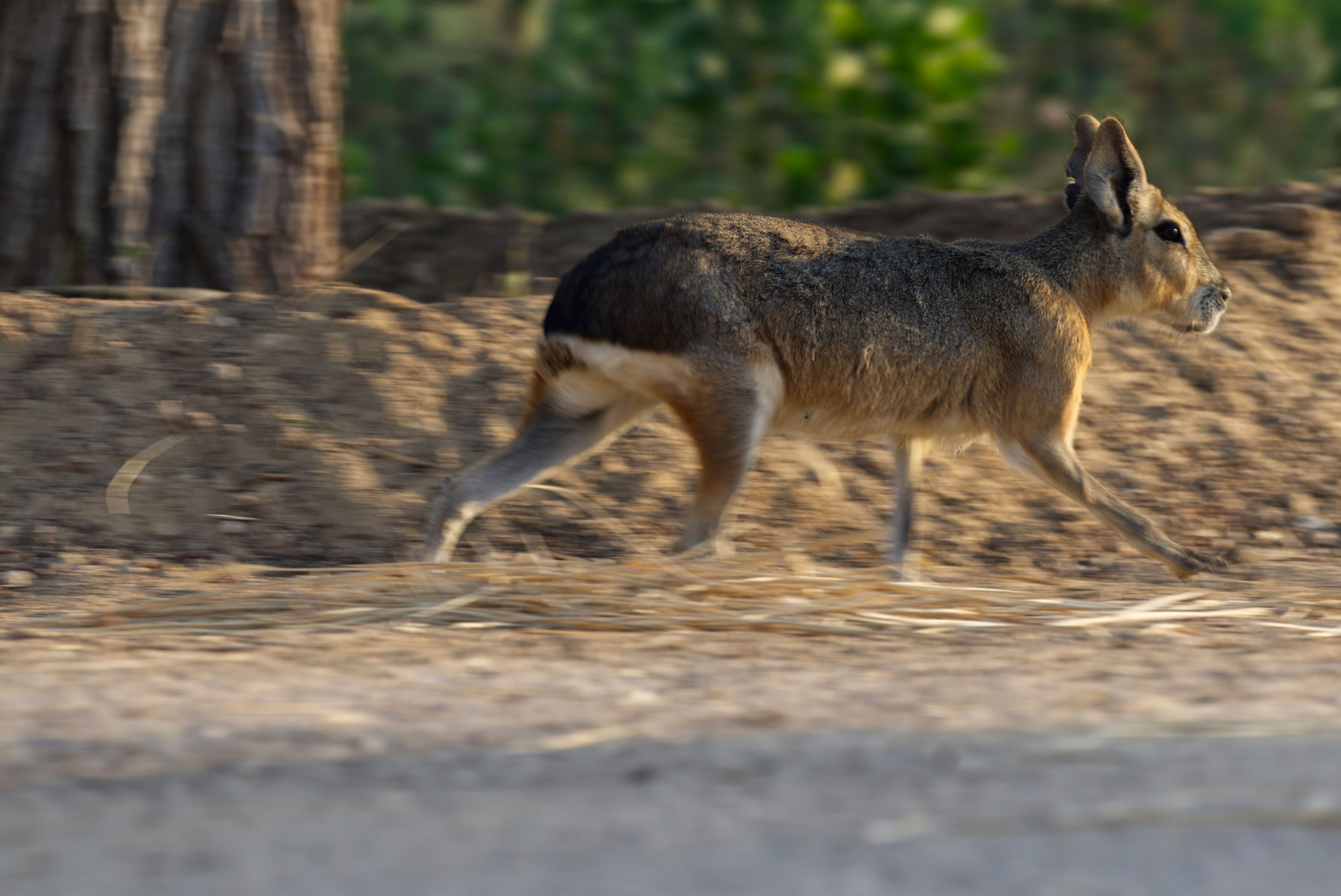 A Patagonia mara runs at Al Qudra Lakes in Dubai, United Arab Emirates, Thursday, Nov. 21, 2024. (AP Photo/Jon Gambrell)