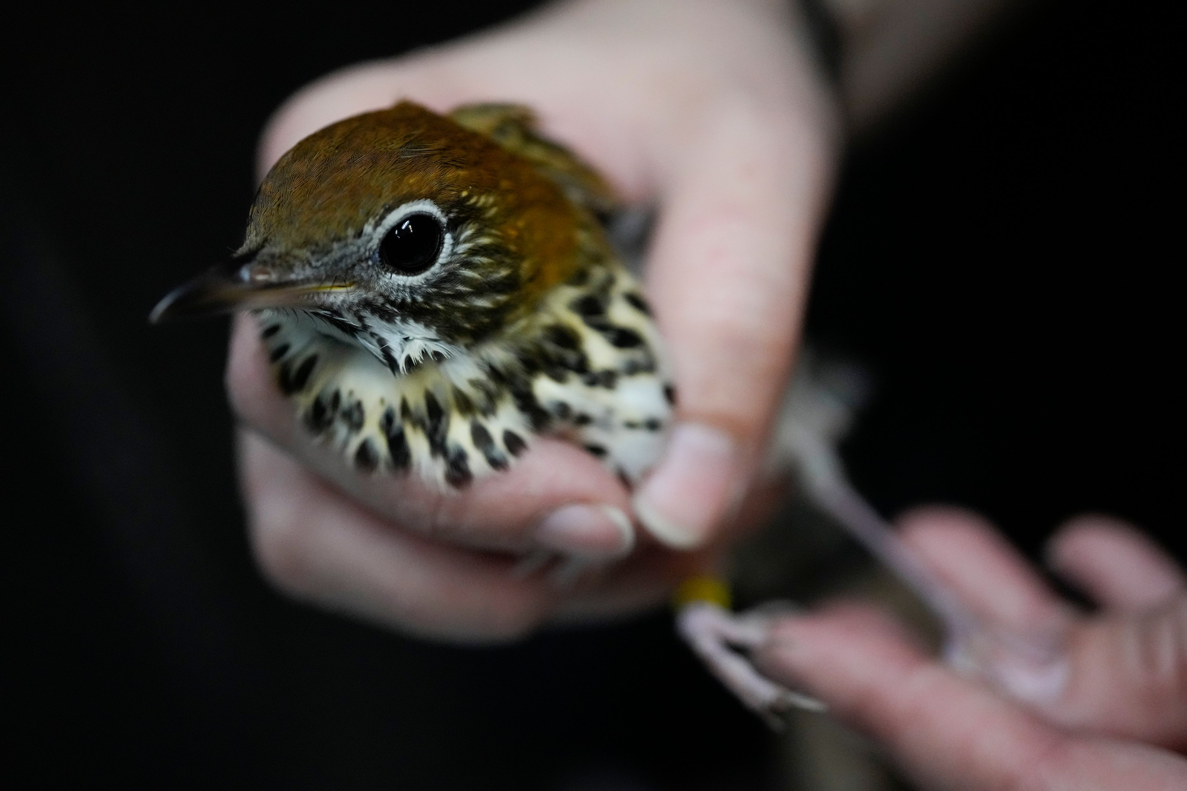 Wildlife Keeper Stephanie Scurtu examines a wood thrush, a kind of migrating songbird, to determine if it is healthy enough for release at the DuPage Wildlife Conservation Center, Friday, Oct. 4, 2024, in Glen Ellyn, Ill. (AP Photo/Erin Hooley)