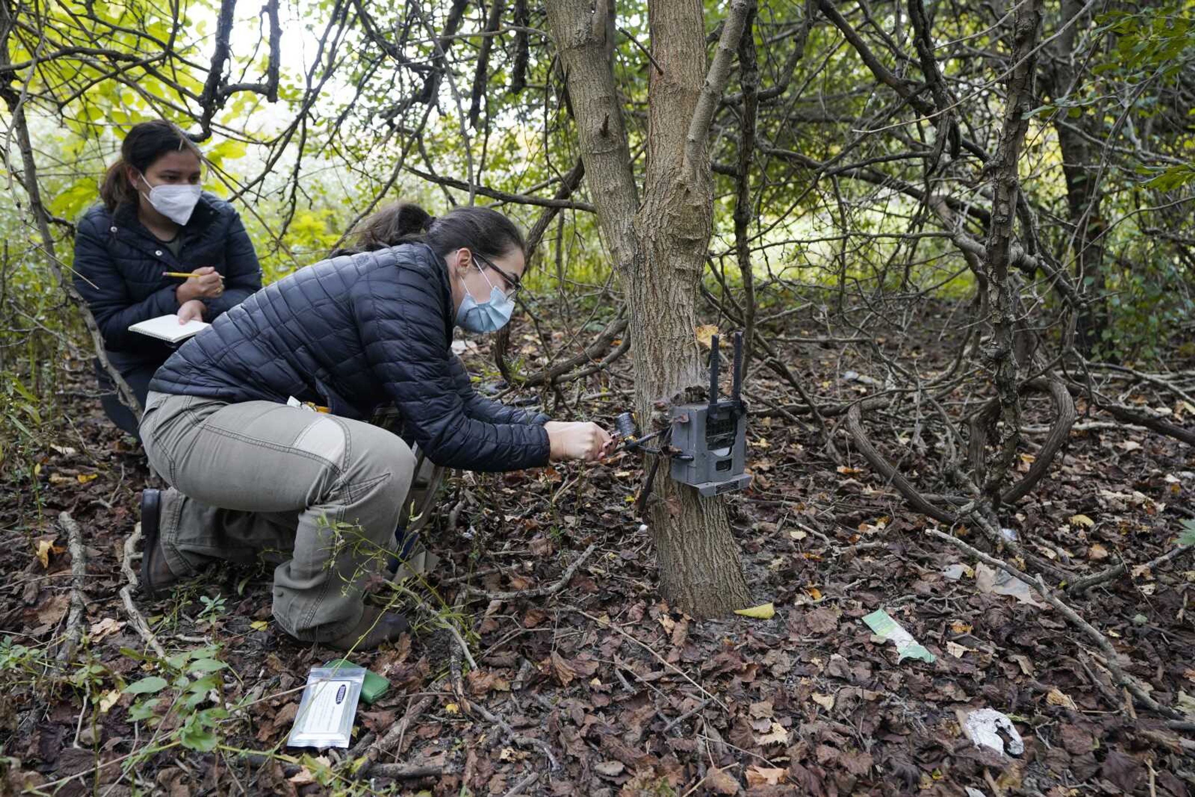 Yale University doctoral students Siria Gamez and Aishwarya Bhandari, rear, work on a wildlife camera that had been attached to a tree in a park Oct. 7 in Detroit. With many types of wildlife struggling to survive and their living space shrinking, some are finding their way to big cities. In Detroit, scientists place wildlife cameras in woodsy sections of parks to monitor animals.