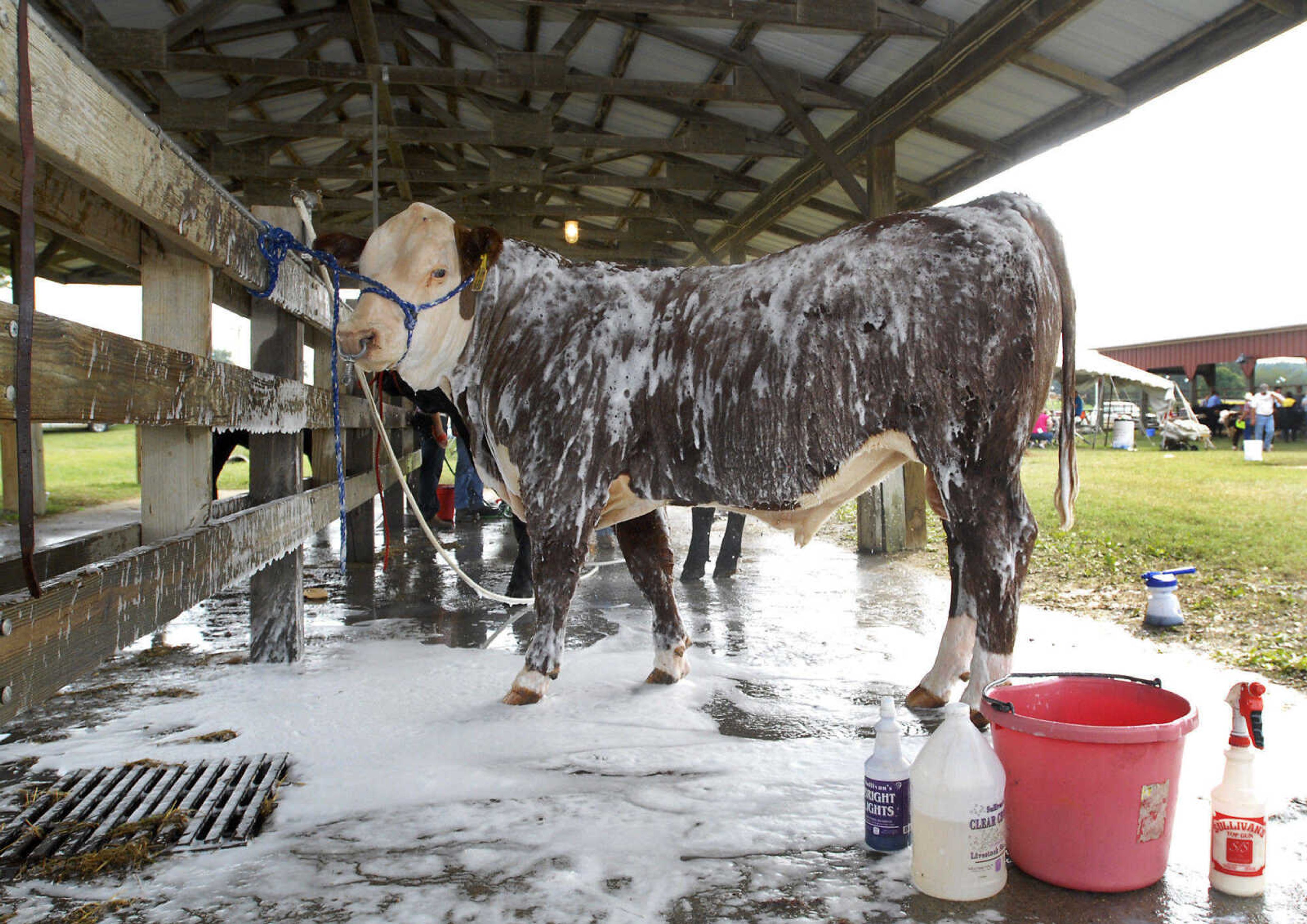 KRISTIN EBERTS ~ keberts@semissourian.com

A soapy steer waits to be rinsed outside the Livestock Show Arena during the 155th SEMO District Fair on Wednesday, Sept. 15, 2010, at Arena Park in Cape Girardeau.