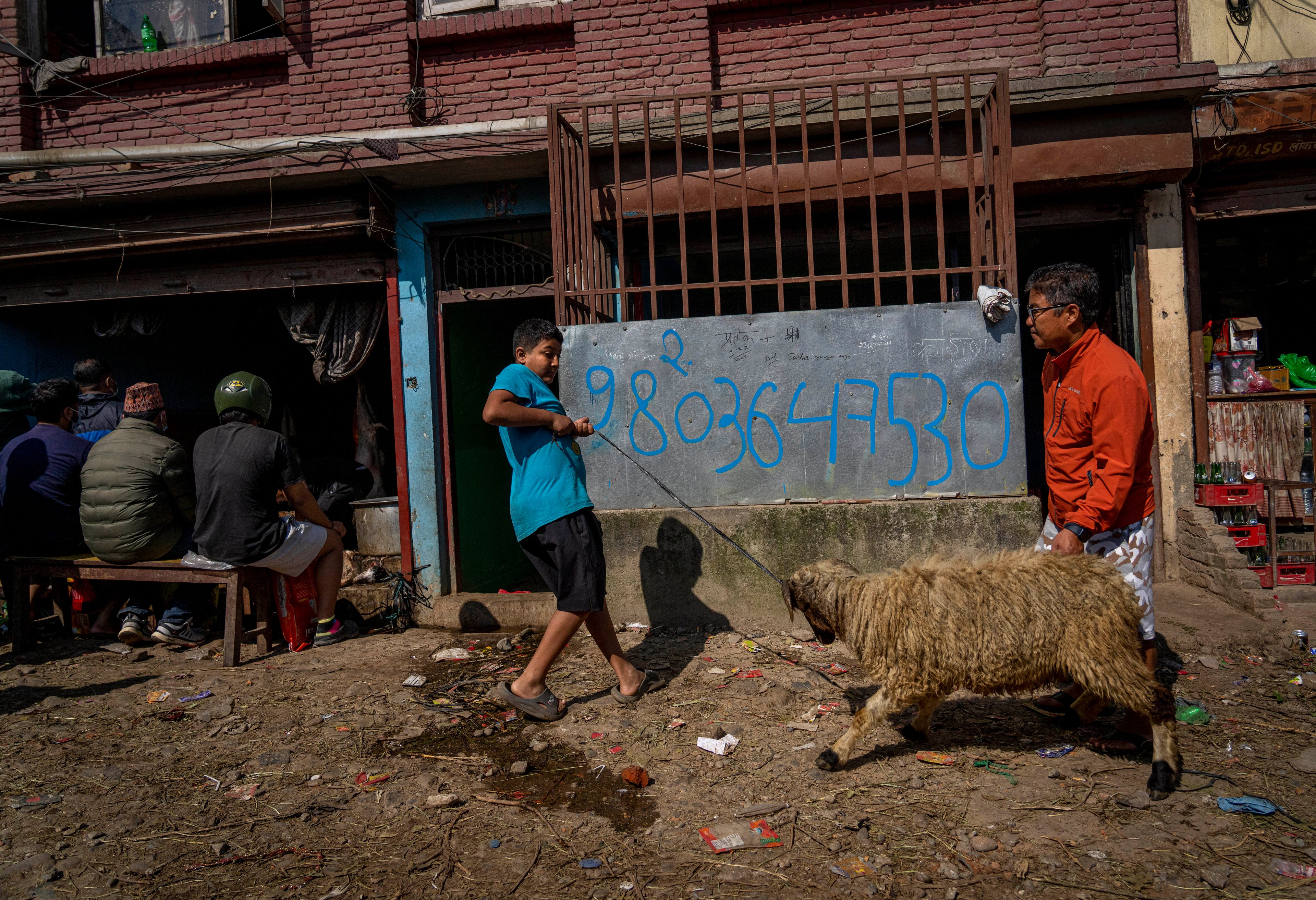 A boy leads a sheep to a butcher's shop for a customer during Dashain festival in Kathmandu, Nepal, Friday, Oct. 11, 2024. The festival commemorates the slaying of a demon king by Hindu goddess Durga, marking the victory of good over evil. (AP Photo/Niranjan Shrestha)