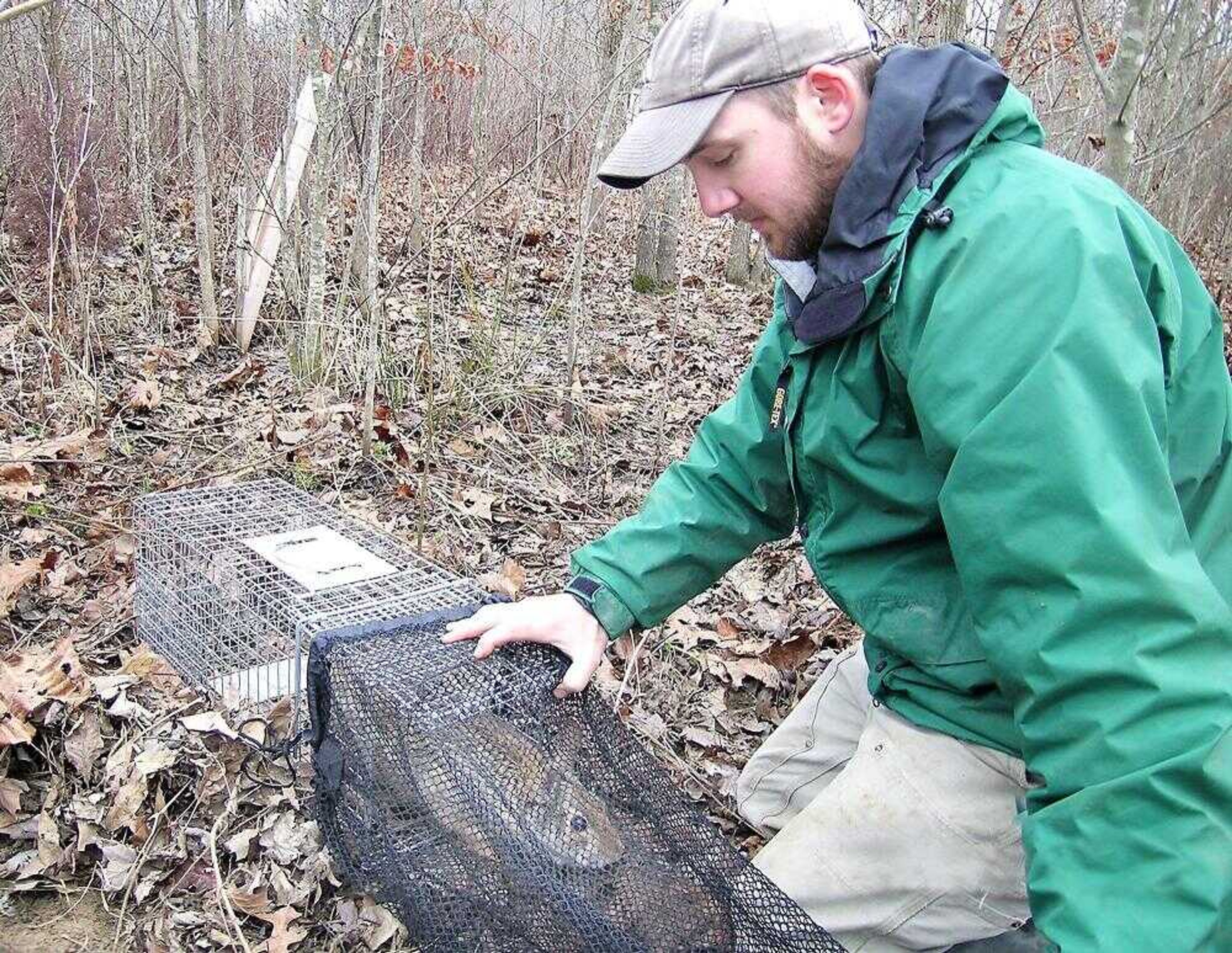 Southern Illinois University graduate student Paul Scharine moved a swamp rabbit from a trap to a capture bag in January in order to handle it, tag it and determine its sex at the Cypress Creek National Wildlife Refuge in Southern Illinois. (Submitted photo)