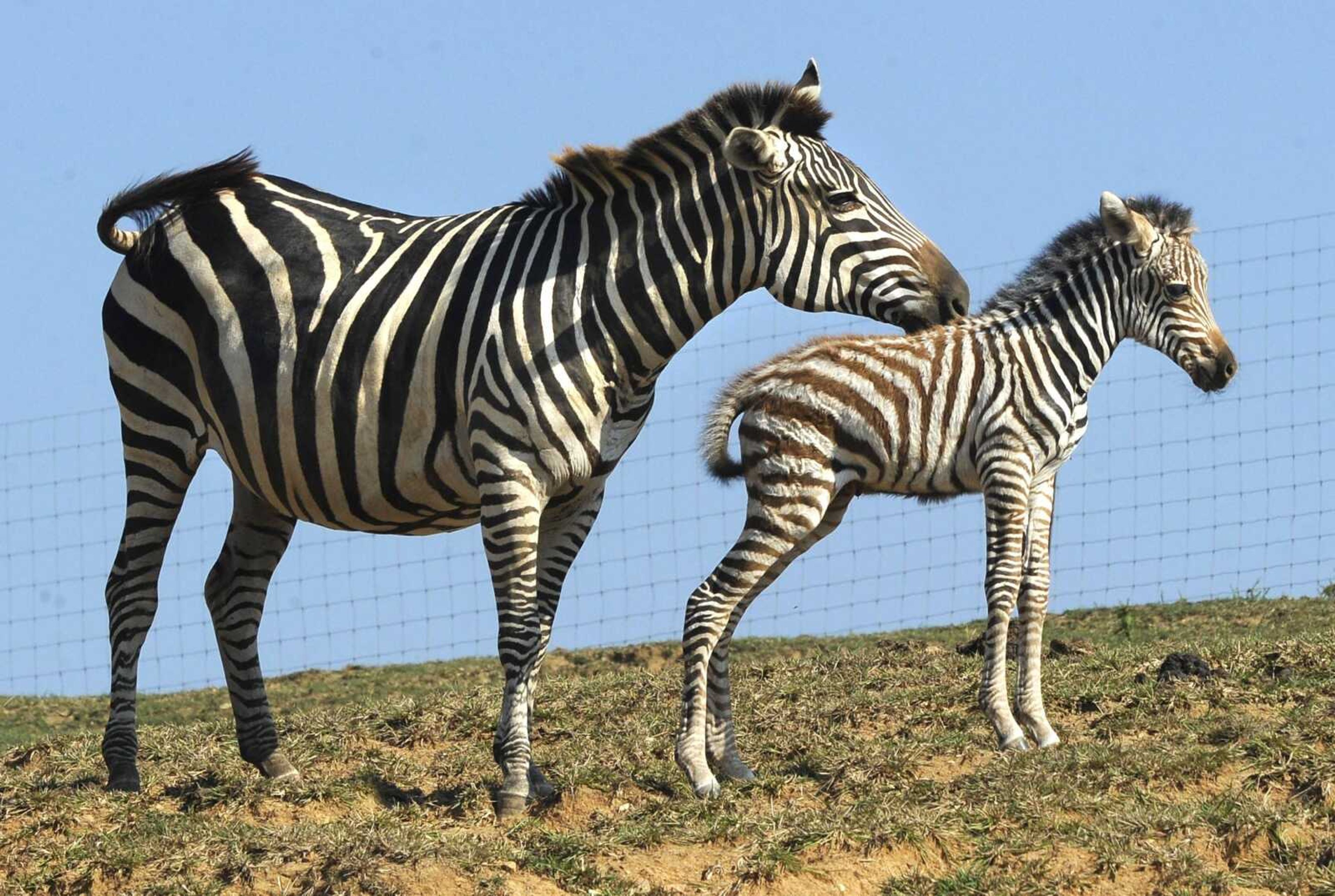 A Grant zebra and her half-day-old foal are seen Saturday, Sept. 23, 2017 at Lazy L Safari Park in Cape Girardeau.