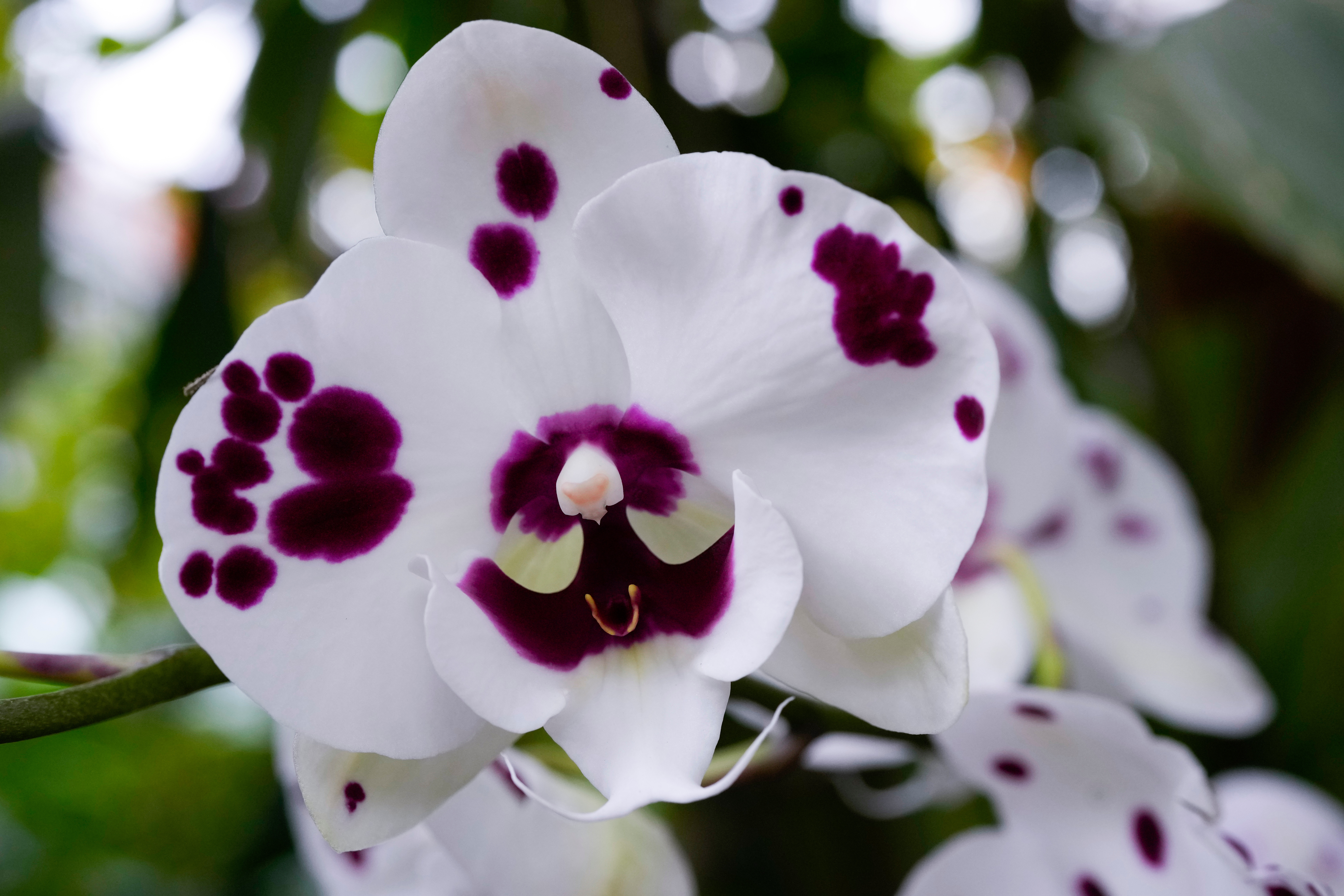Photos of Chicago's retro '70s themed orchids show